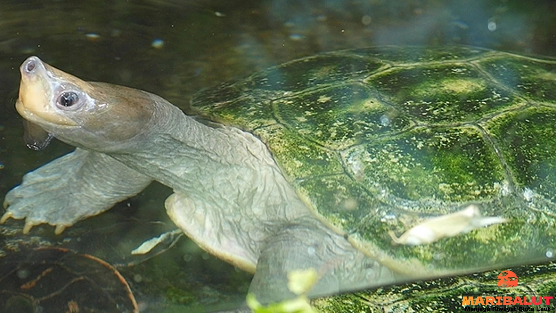Hewan Tuntong Laut Sajikan 4 Tingkah Laku Menarik yang Bikin Kagum