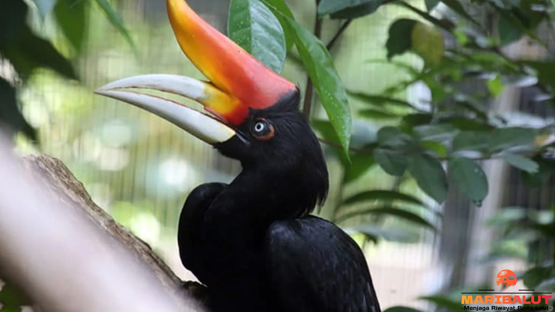 Hewan Rangkong Badak 5 Hal Kece yang Bikin Satwa Ini Hits Parah