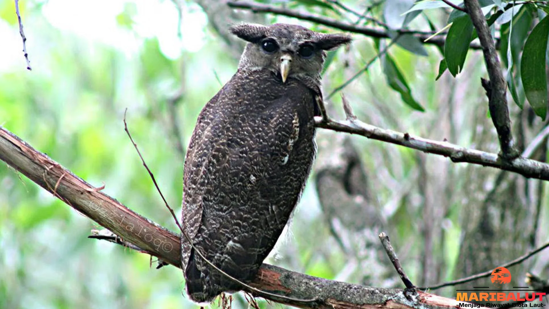 Burung Beluk Jampuk 5 Konservasi Upaya Lindungi Spesies Langka
