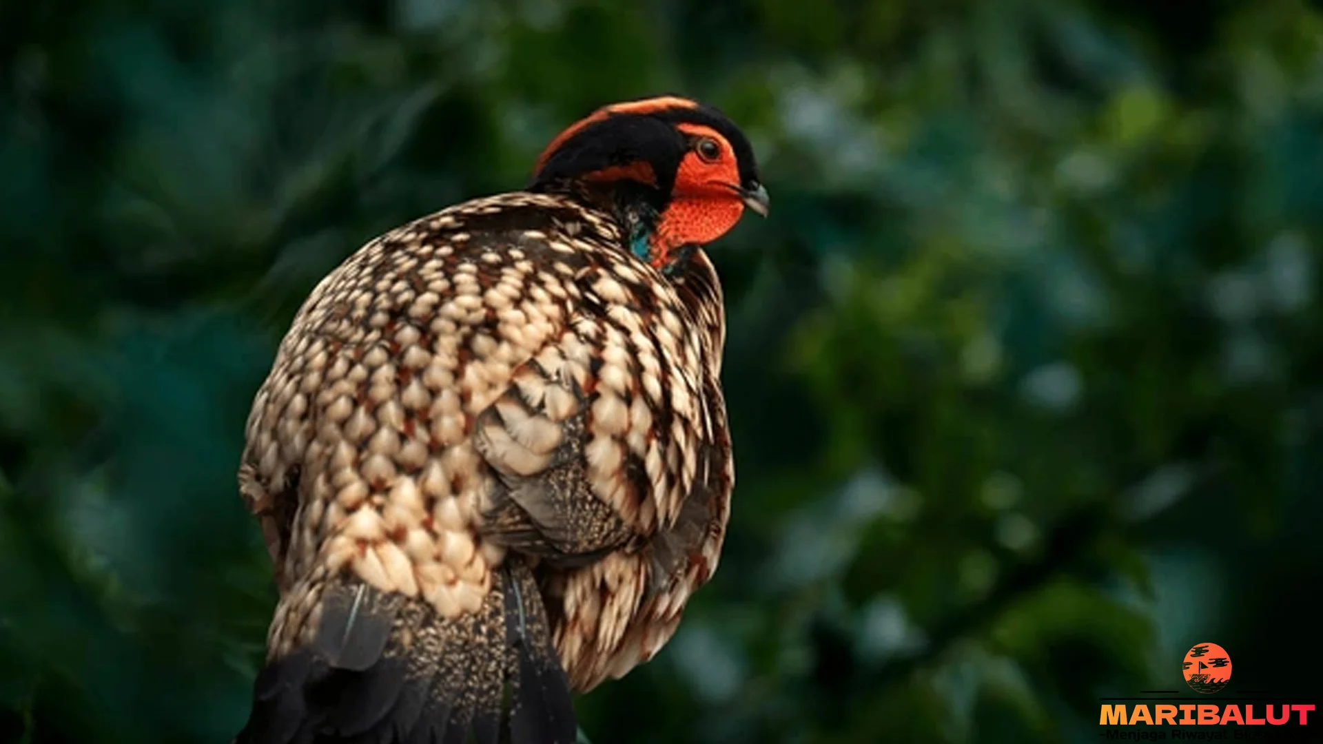 5 Bulu Cerah Tragopan yang Bikin Lo Kagum Sama Evolusi Alam