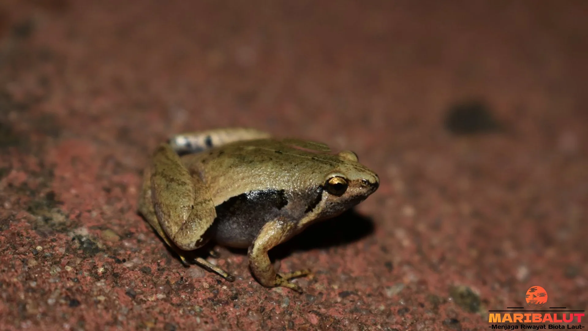 Hewan Percil Jawa Sajikan 4 Keistimewaan Tubuh dan Pola Warnanya Unik