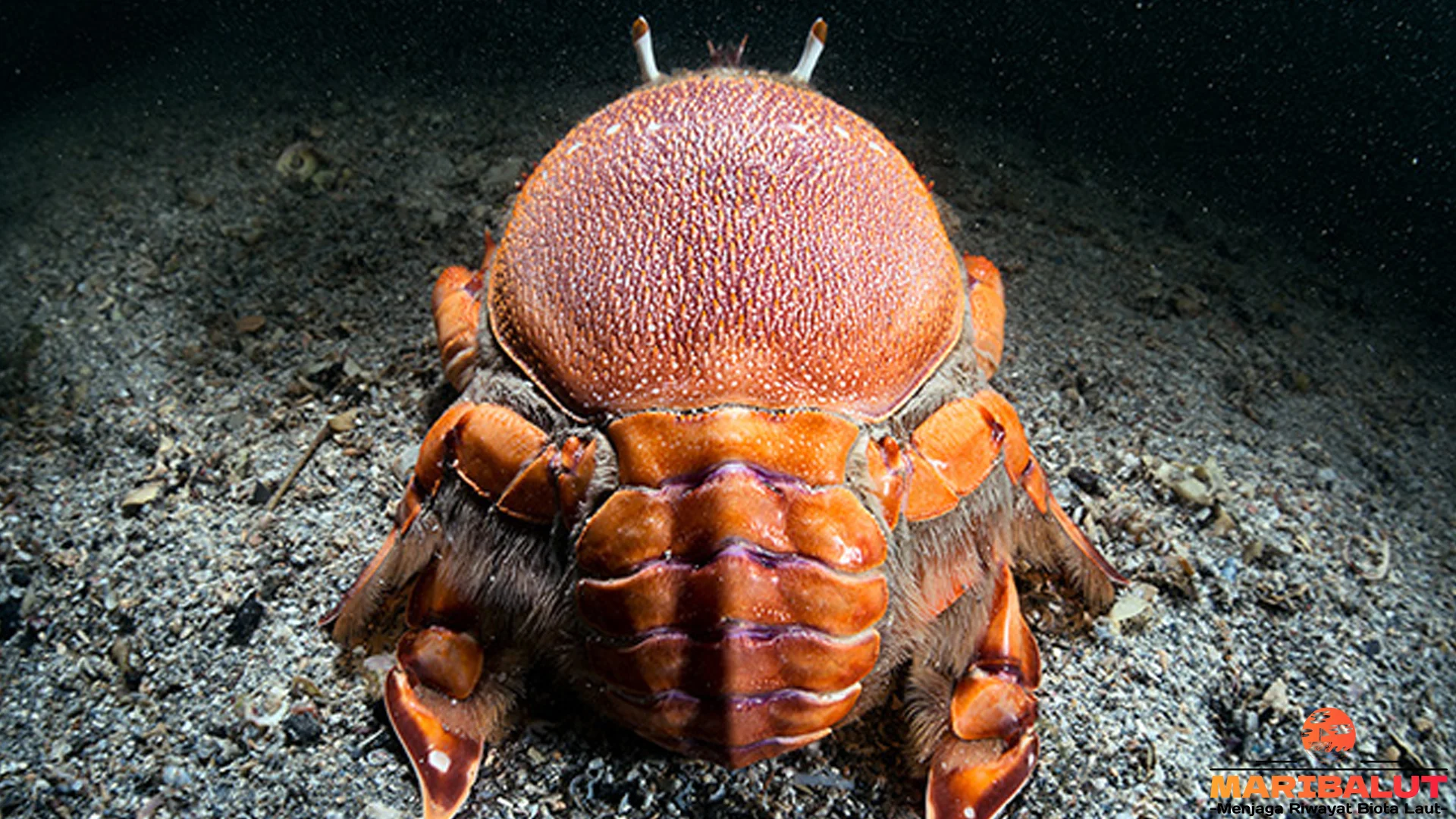 Kepiting Katak Merah Bertahan Air Tawar 8 Jam, Adaptasi Estuari Brutal