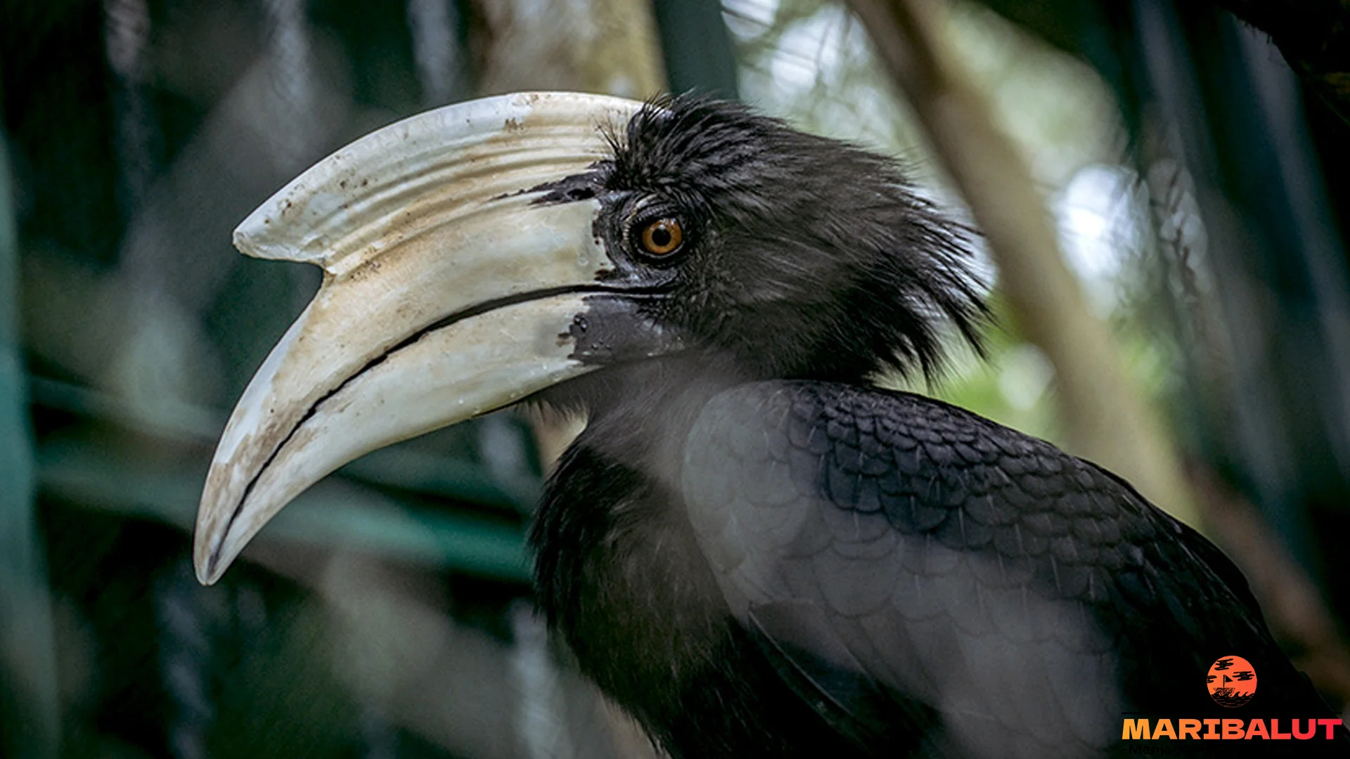 Fakta Baru Kangkareng Hitam Dilindungi, Panjang Sayap 1,5 Meter Dewasa