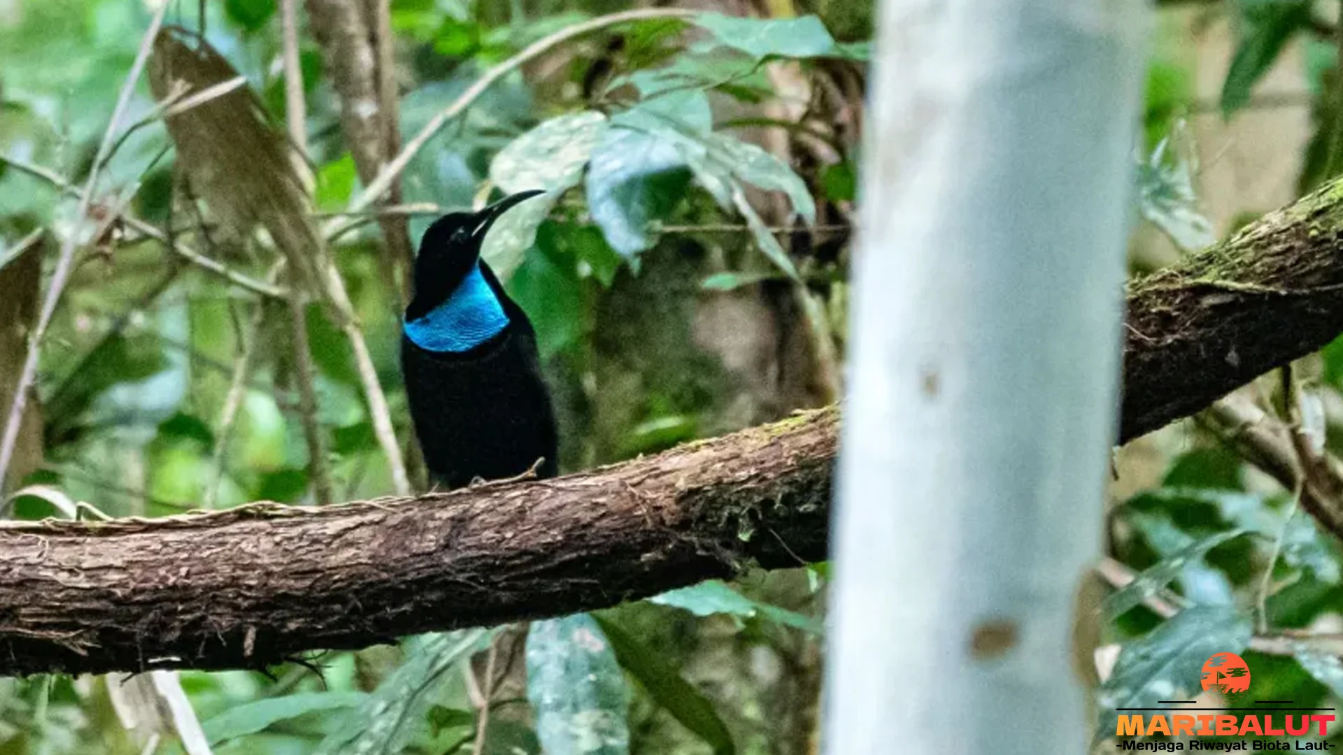Menelusuri Toowa Cemerlang lewat 4 Karakteristik Fisik yang Menonjol