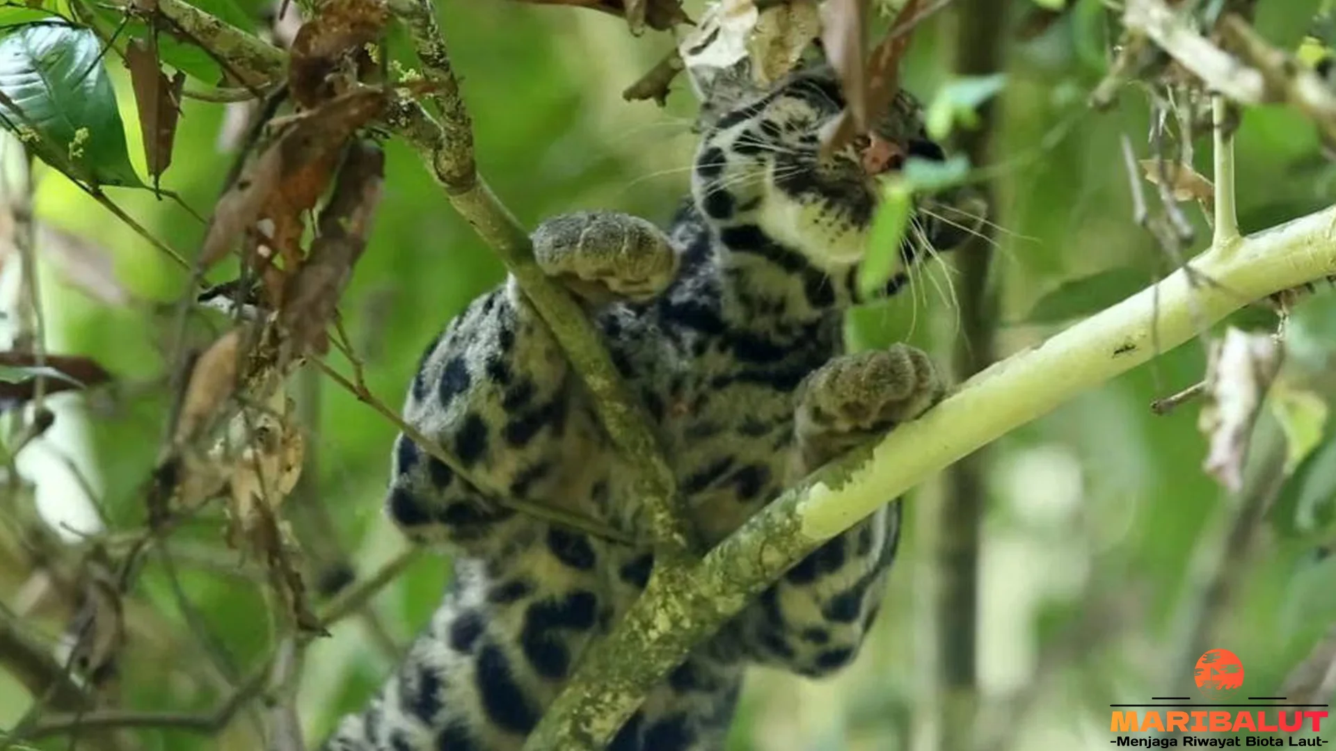 Kebiasaan Macan Dahan Sunda: 5 Momen Soliter yang Langka