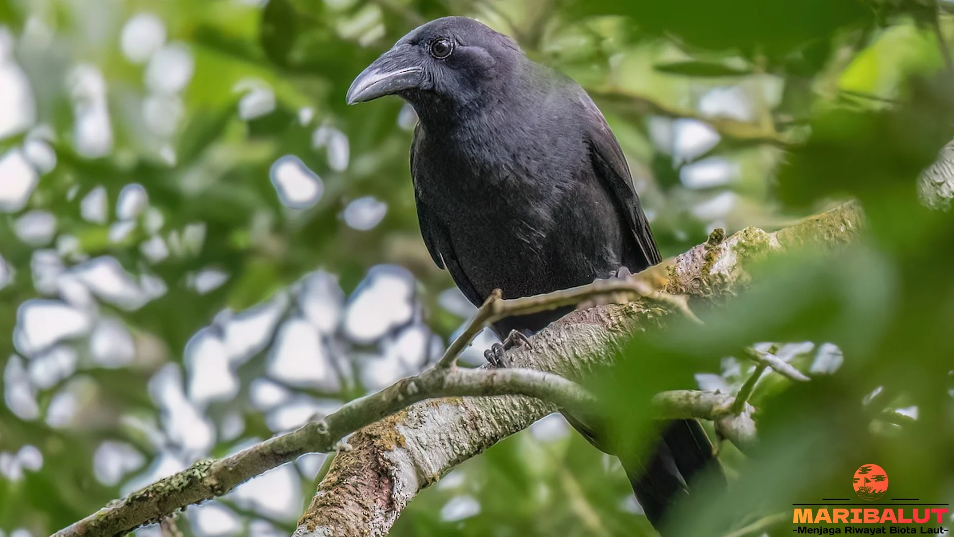 Gagak Flores Ungkap 5 Ciri Paruh Berbulu Unik Panjang 40 Cm