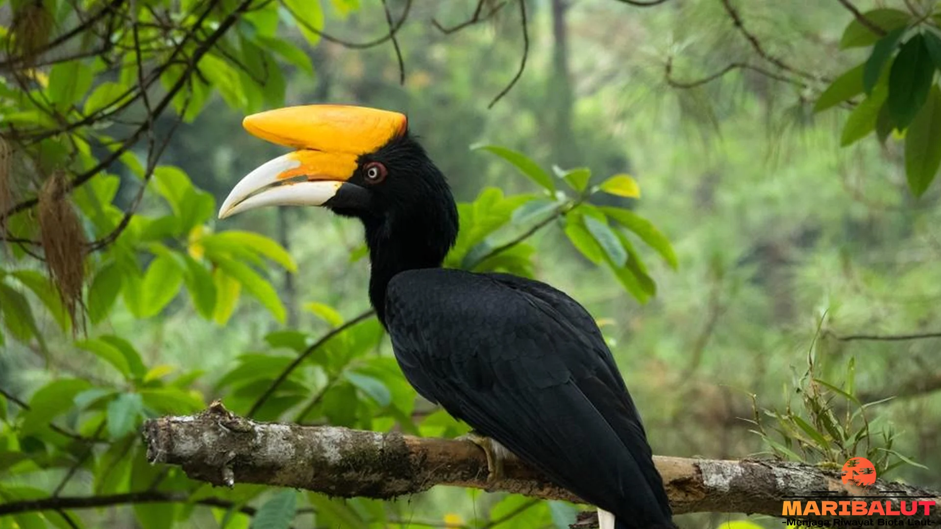 Hewan Rangkong Badak 5 Hal Kece yang Bikin Satwa Ini Hits Parah