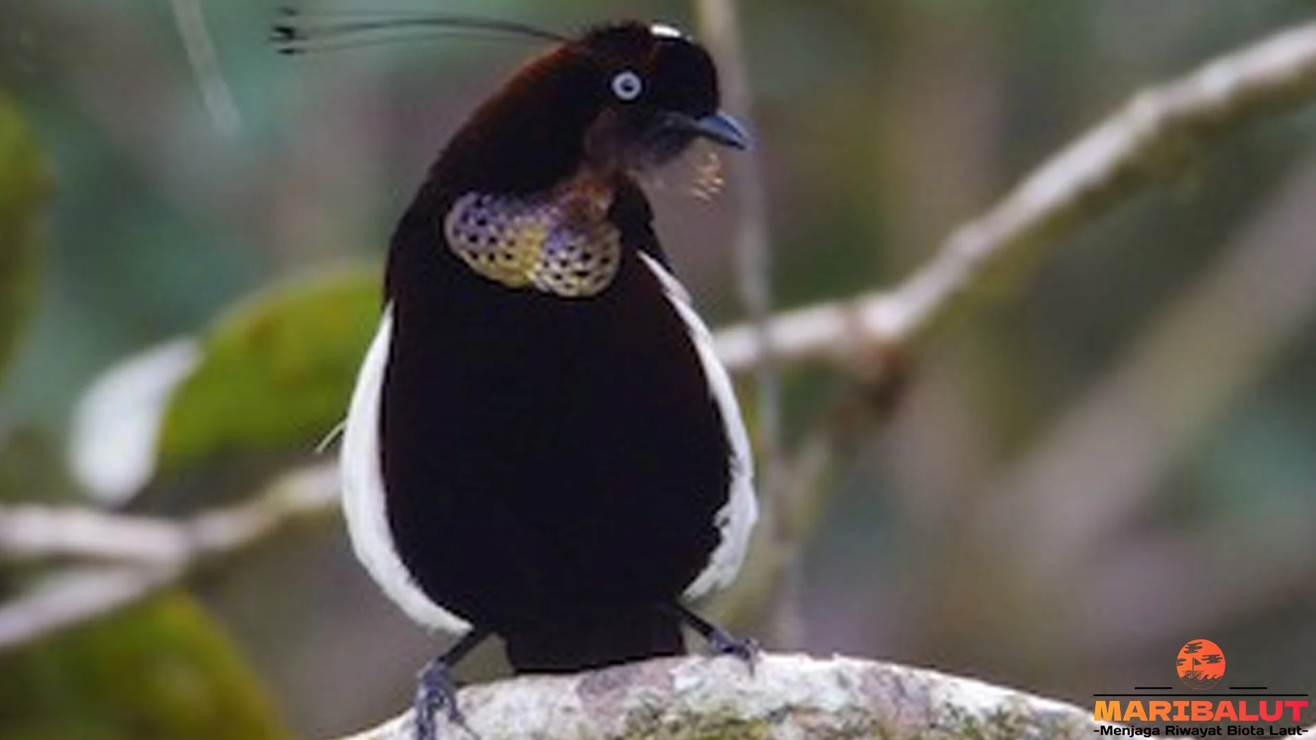 Karakteristik Burung Kijo Foja 4 yang Membuatnya Unik dan Memikat