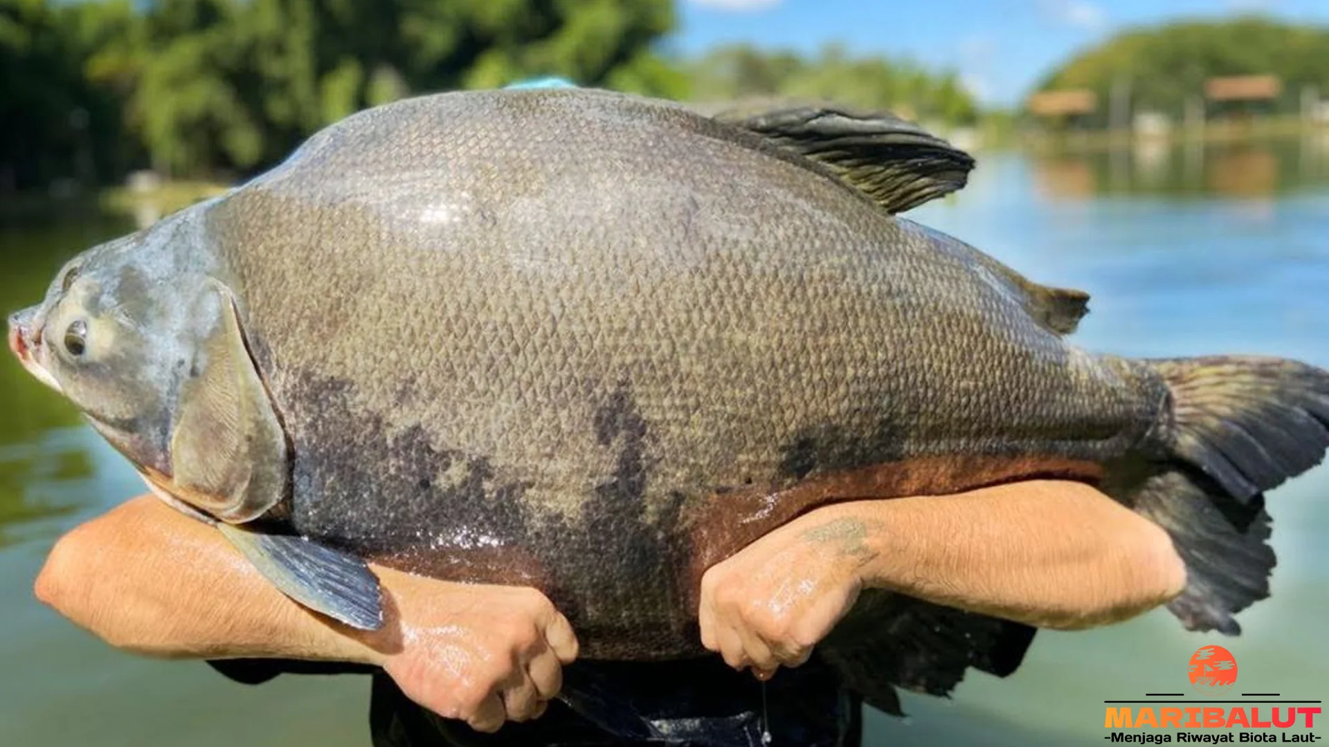 5 Fakta Ikan Tambacu yang Membantu Memahami Dunia Satwa Liar 4 5 Fakta Ikan Tambacu yang Membantu Memahami Dunia Satwa Liar