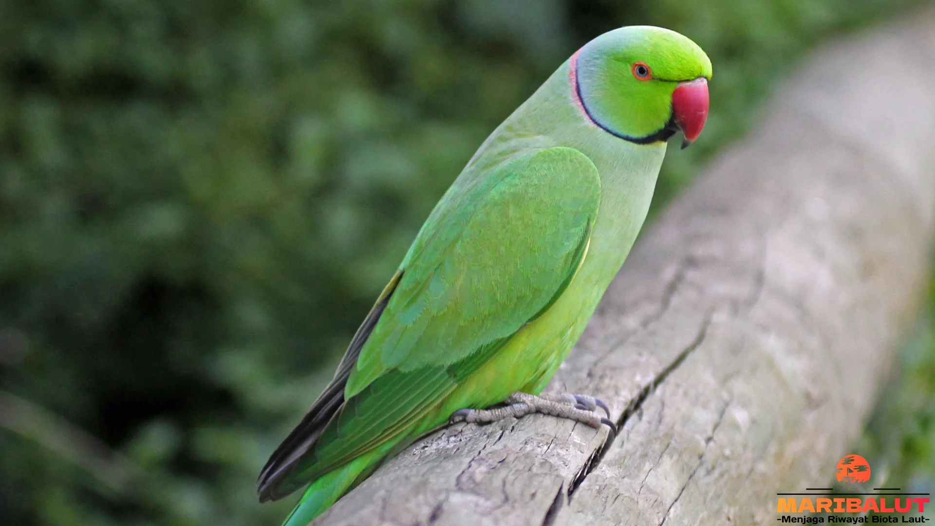 5 Perilaku Burung Bayan Yang Menarik Untuk Diamati Di Alam Liar