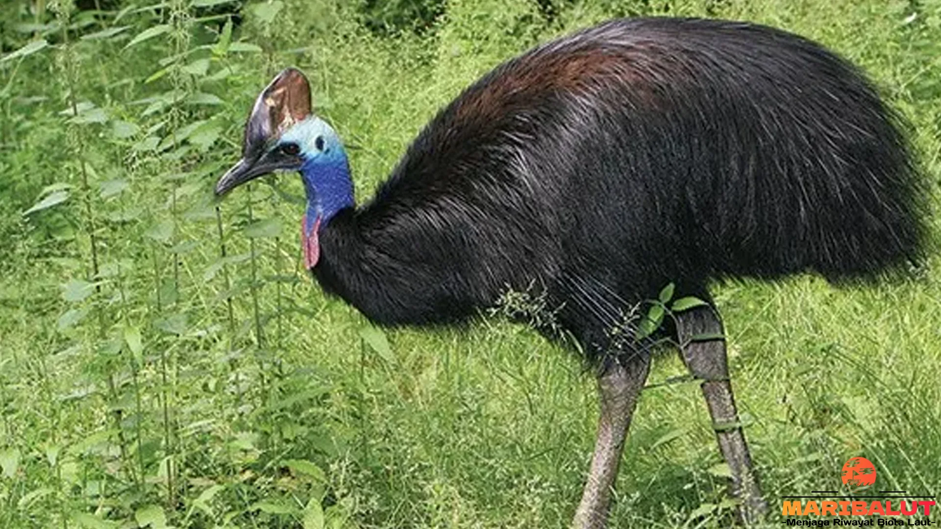 Kasuari Kerdil Dan 4 Adaptasi Fisik Yang Membuatnya Menonjol