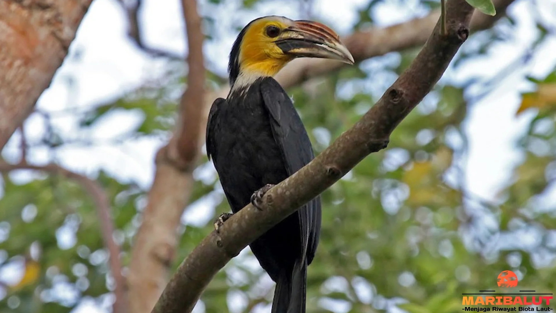 Kangkareng Sulawesi Memiliki 4 Keunikan Warna Bulu Yang Memikat Mata