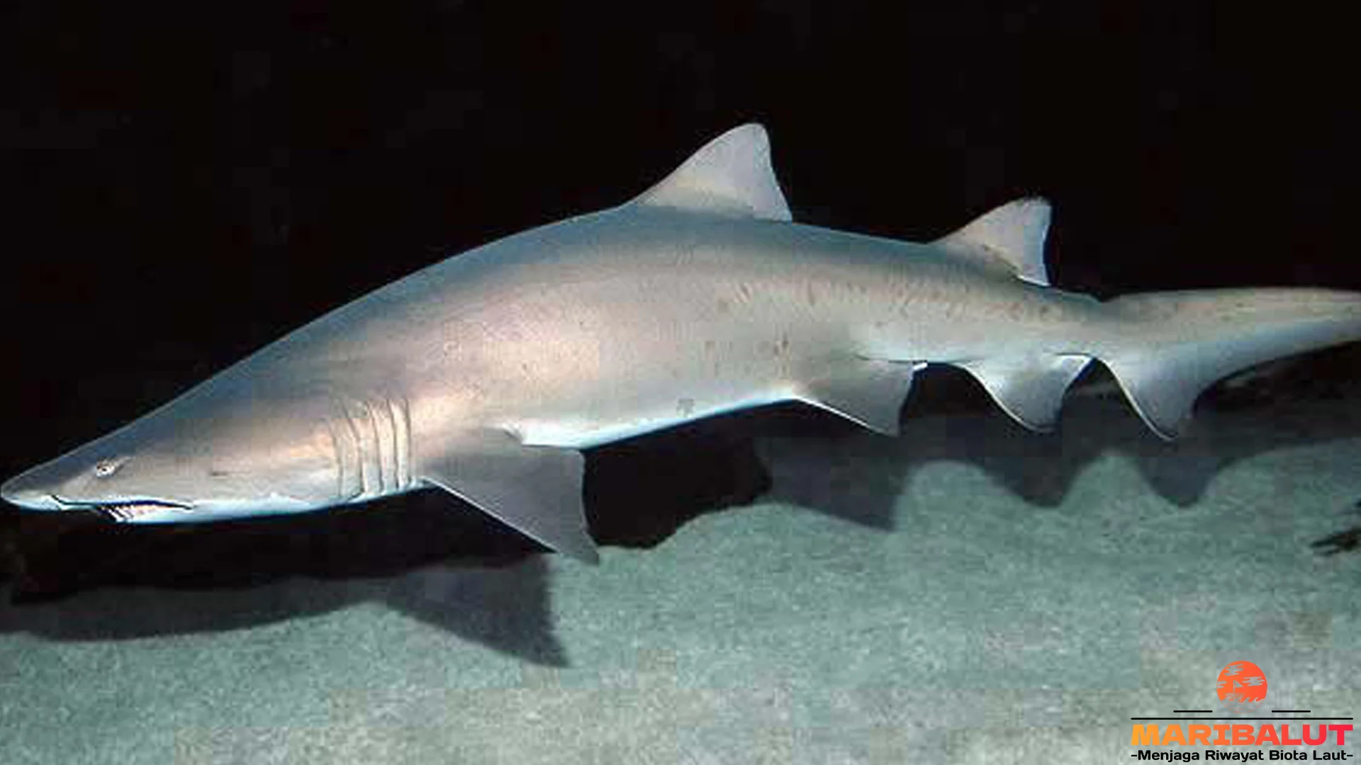 Menyusuri 5 Fakta Menarik Tentang Hewan Hiu Macan Pasir di Laut