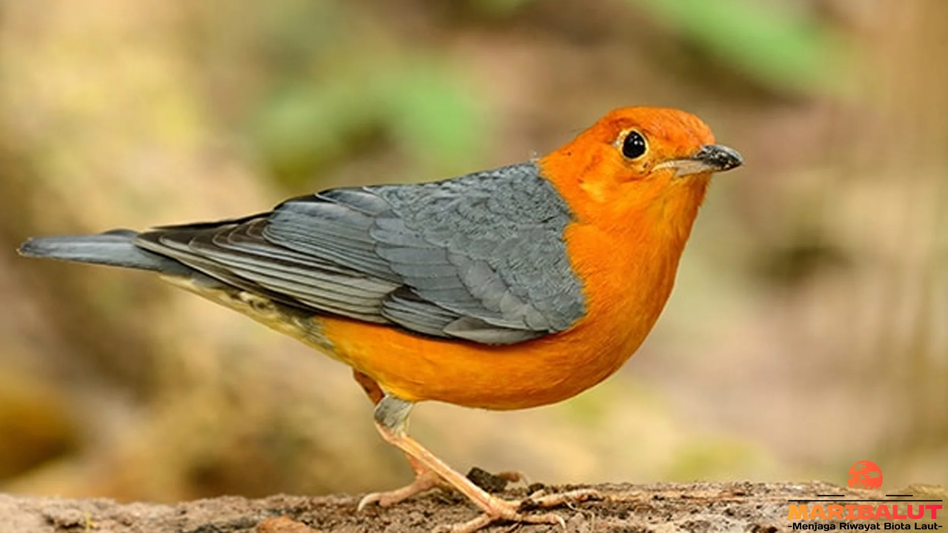 Menikmati 5 Momen Langka Melihat Burung Anis Merah Di Alam Bebas 2 Menikmati 5 Momen Langka Melihat Burung Anis Merah Di Alam Bebas