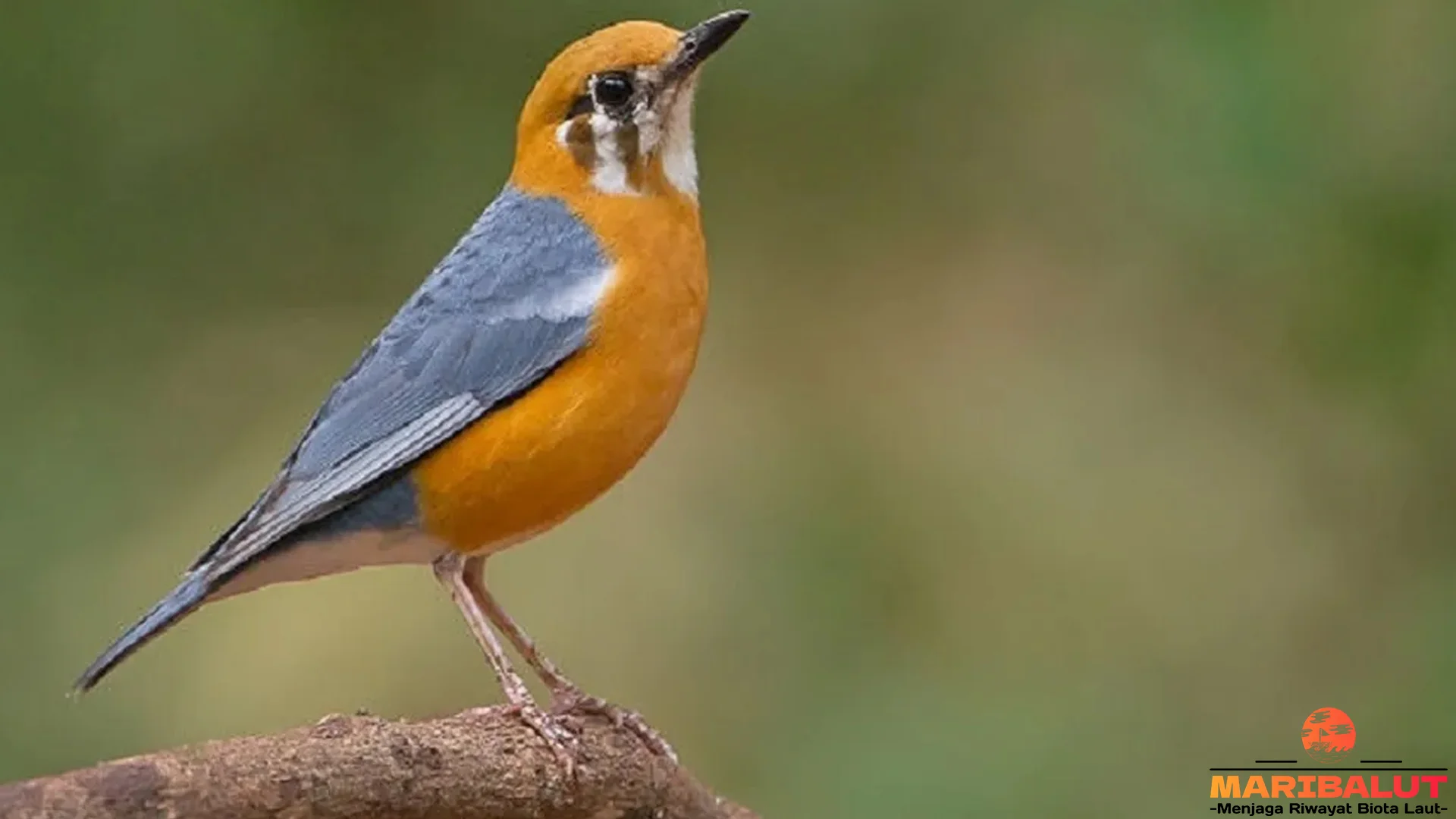Menikmati 5 Momen Langka Melihat Burung Anis Merah Di Alam Bebas
