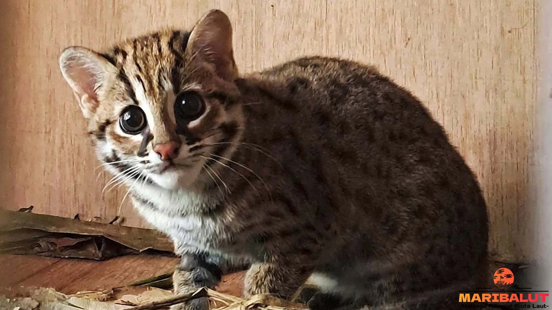 4 Fakta Kucing Kuwuk Tentang Habitat Dan Cara Bertahan Hidup