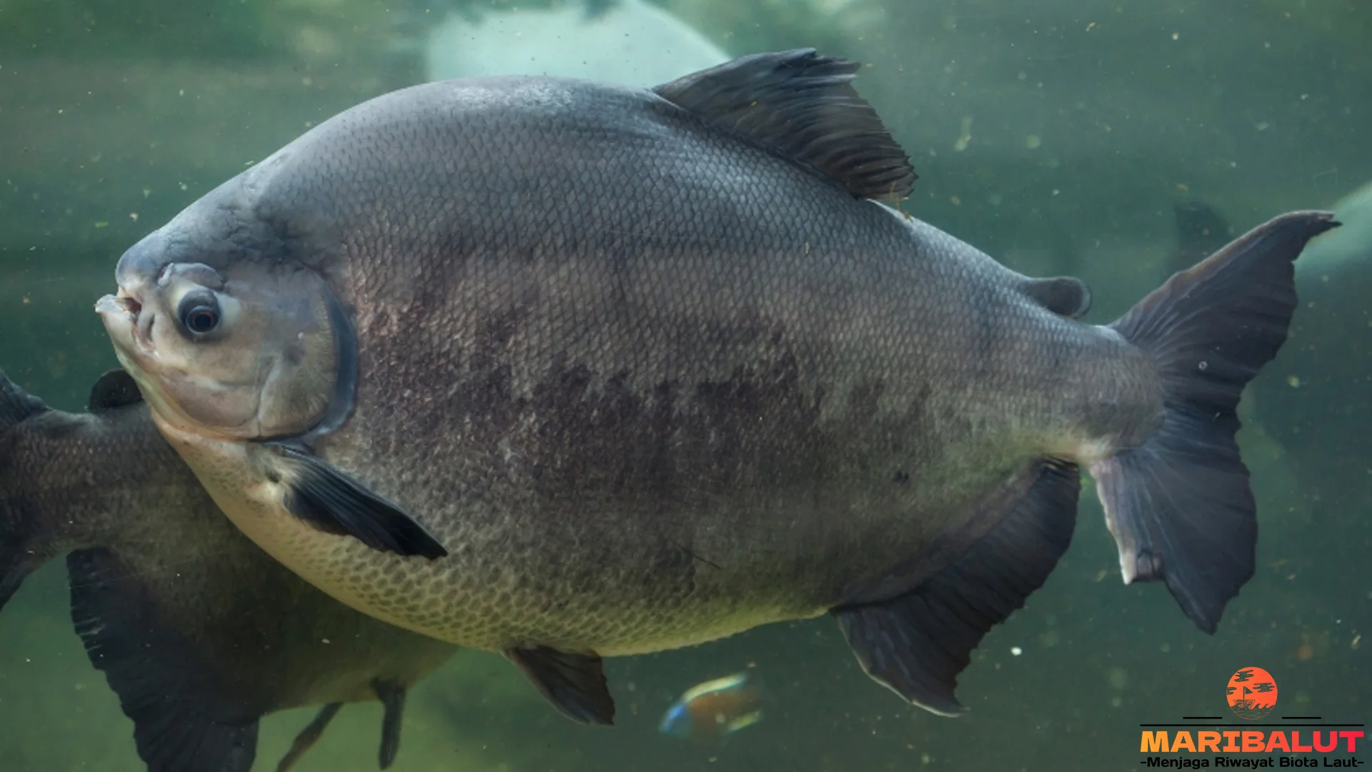 5 Fakta Ikan Tambacu yang Membantu Memahami Dunia Satwa Liar