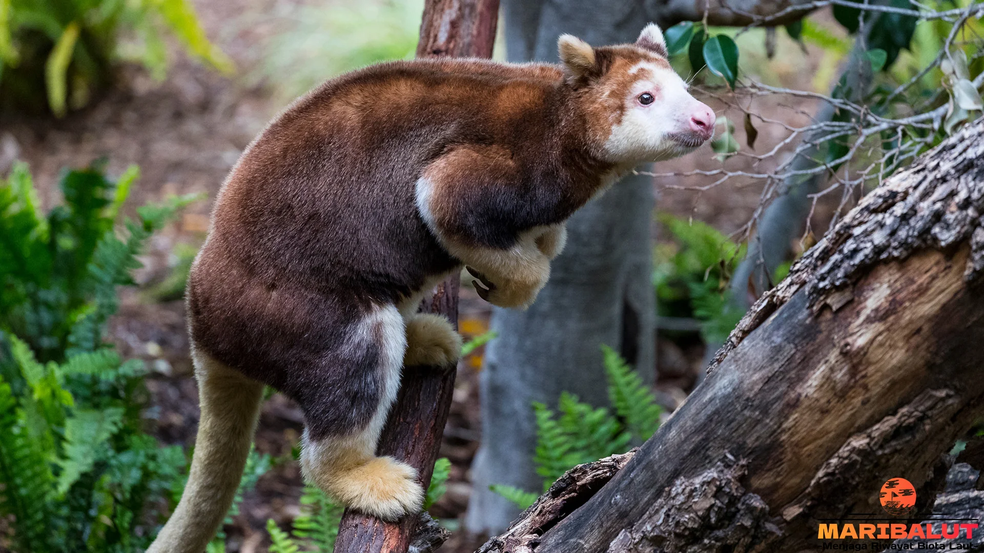 5 Bukti Penting Tentang Unijo Yang Membuat Ilmuwan Terkagum