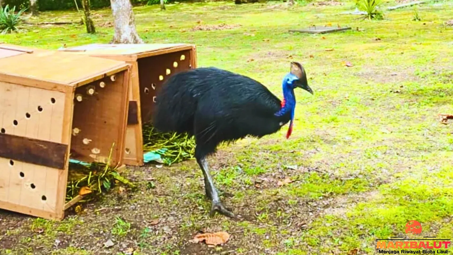 Kasuari Kerdil Dan 4 Adaptasi Fisik Yang Membuatnya Menonjol