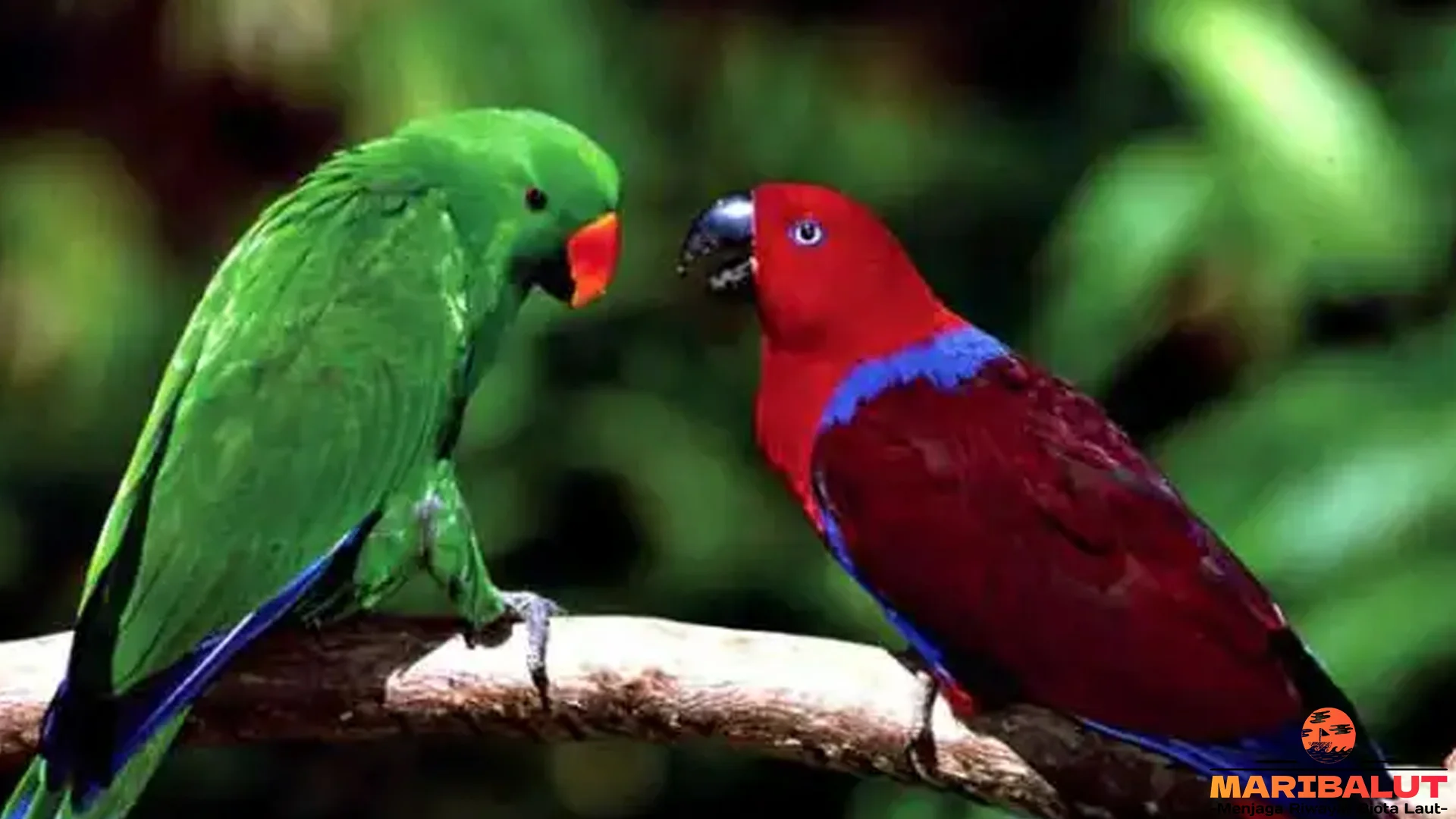 5 Perilaku Burung Bayan Yang Menarik Untuk Diamati Di Alam Liar