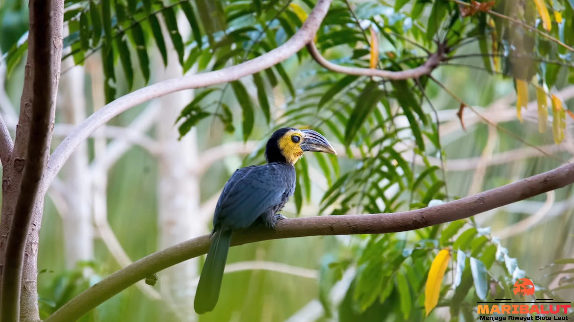 Kangkareng Sulawesi Memiliki 4 Keunikan Warna Bulu Yang Memikat Mata