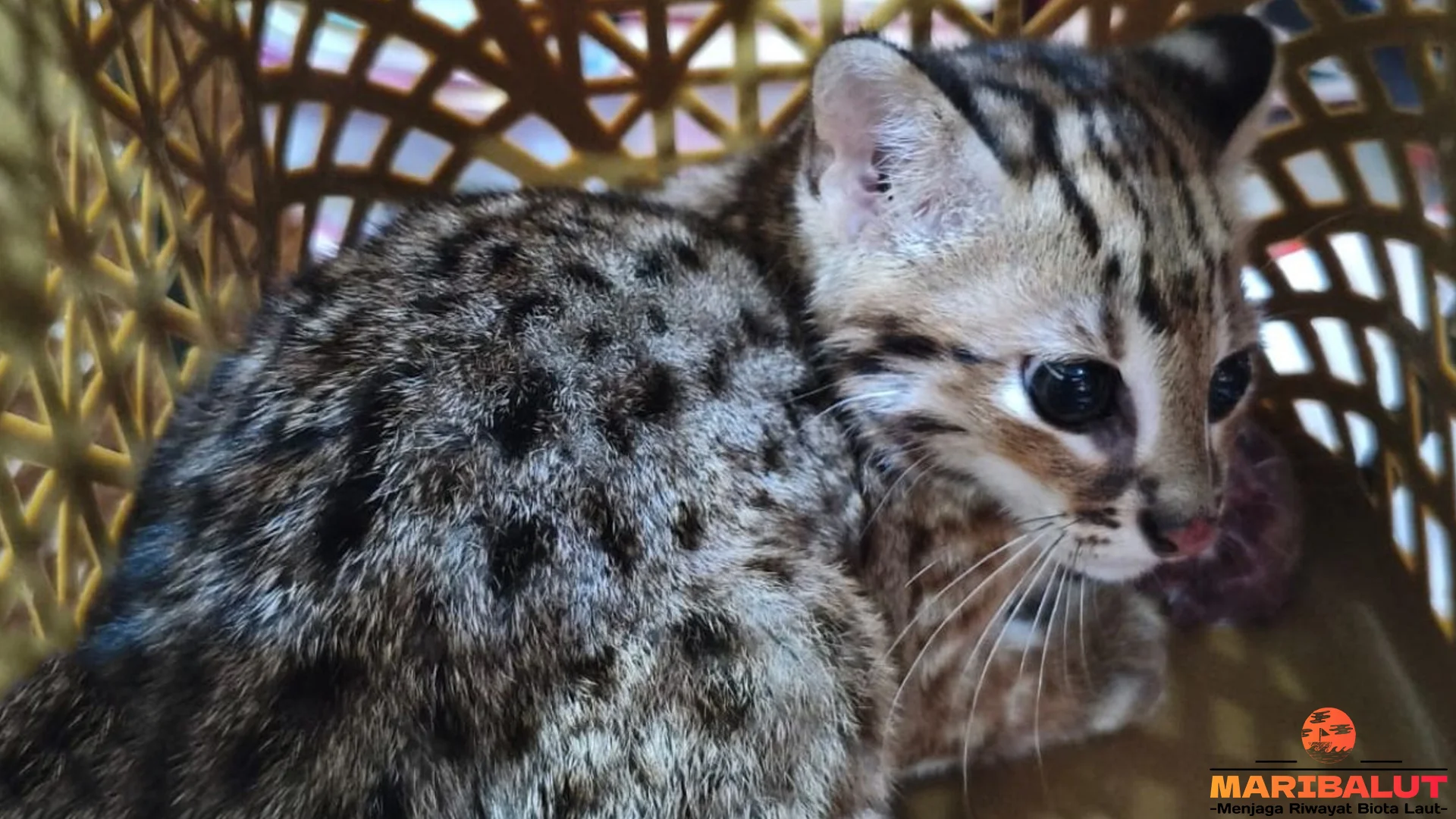 4 Fakta Kucing Kuwuk Tentang Habitat Dan Cara Bertahan Hidup