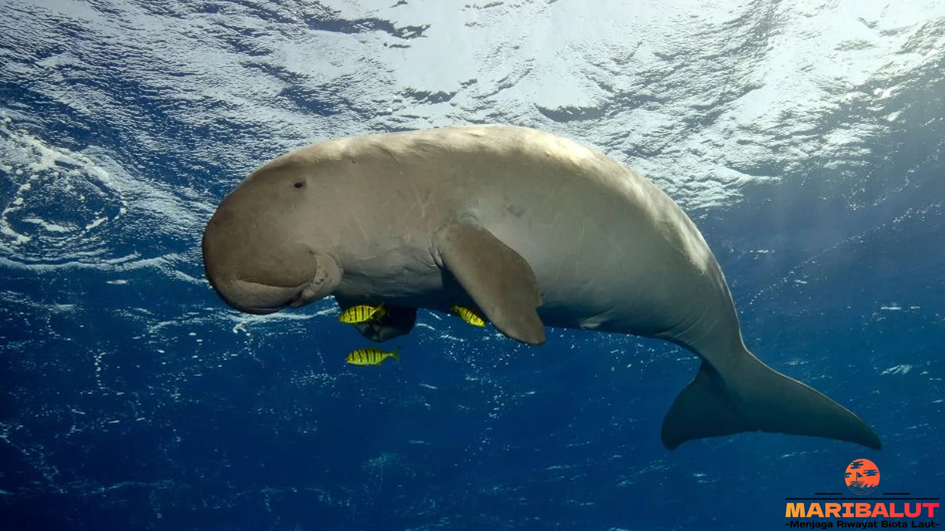5 Keistimewaan Dugong Yang Membuat Hewan Ini Ikonik Di Laut