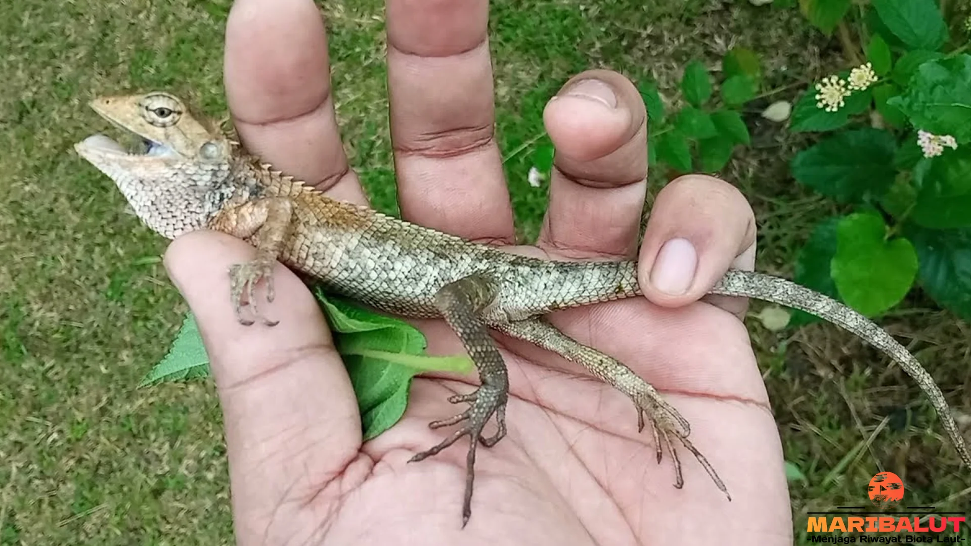 5 Spesies Hewan Cicak Kobeng Yang Paling Populer Di Dunia Reptil 2 5 Spesies Hewan Cicak Kobeng Yang Paling Populer Di Dunia Reptil