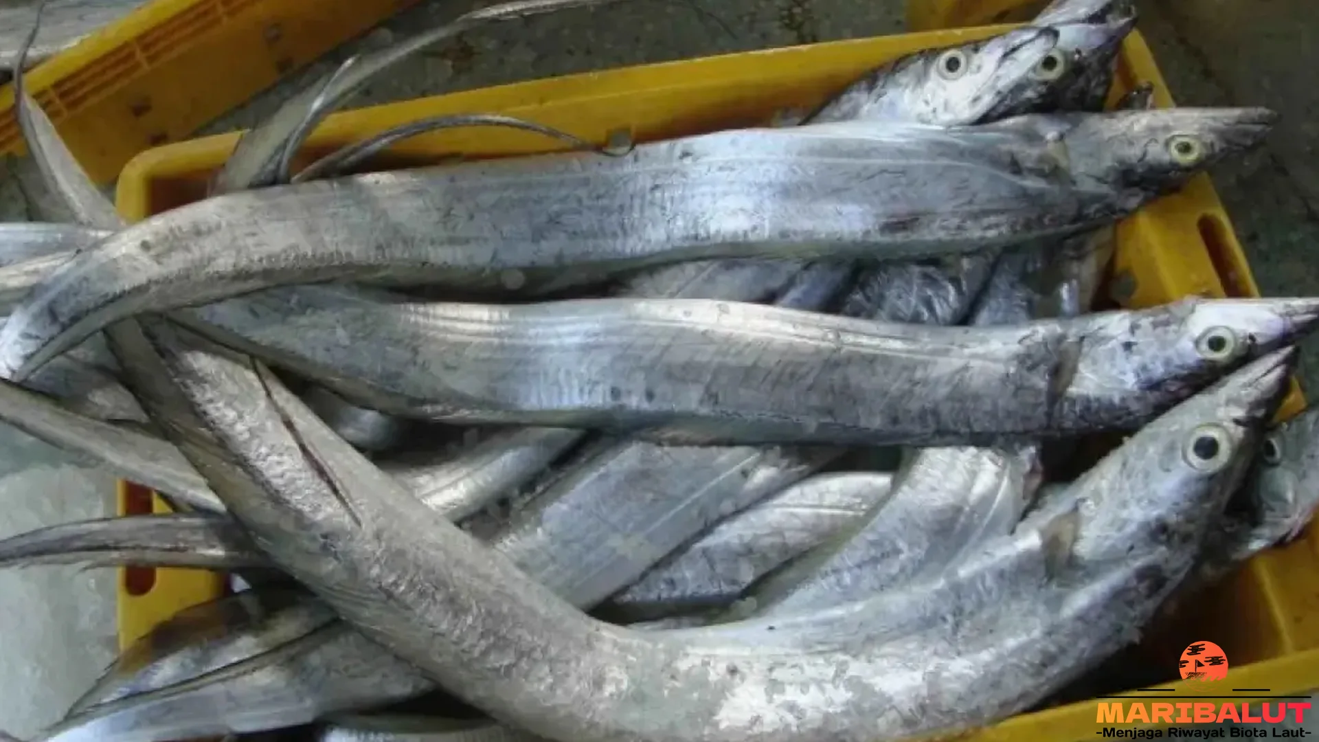 Mengenal Ikan Layur 5 Ciri Fisik Dan Perilaku Yang Menarik Untuk Diketahui