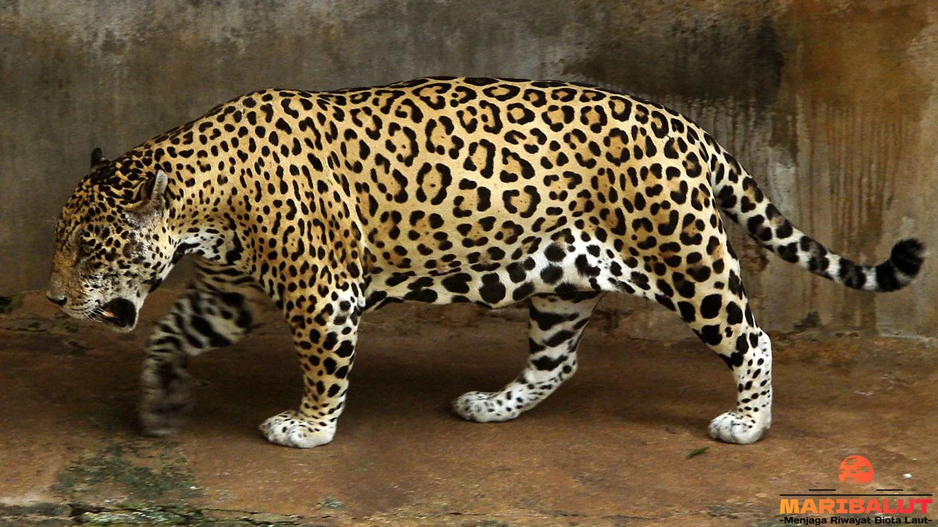 5 Karakteristik Jaguar Yang Membuat Hewan Ini Sangat Istimewa 2 5 Karakteristik Jaguar Yang Membuat Hewan Ini Sangat Istimewa