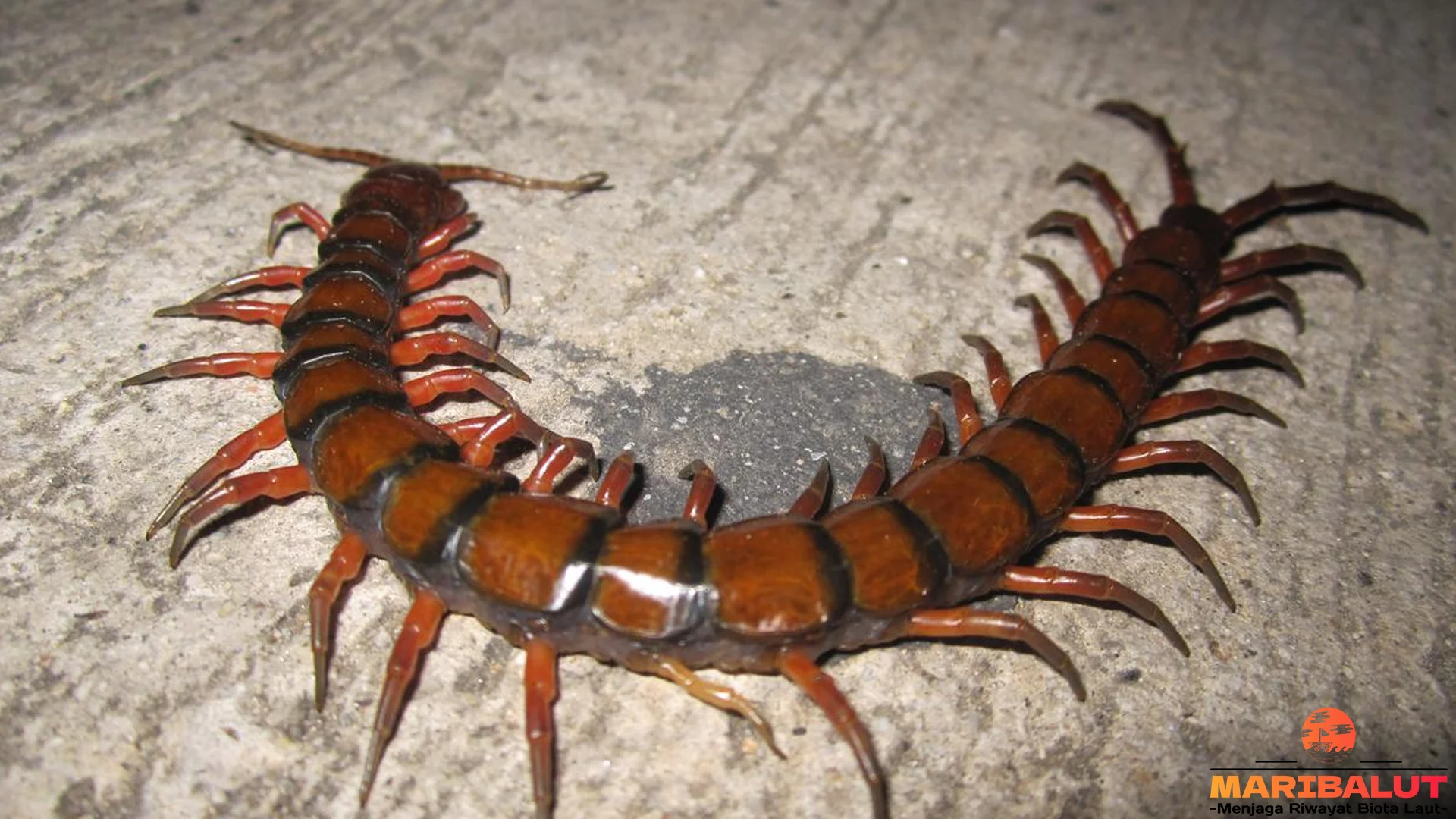 Kelabang dan 5 Teknik Berburu Yang Membuat Mereka Efektif Di Alam