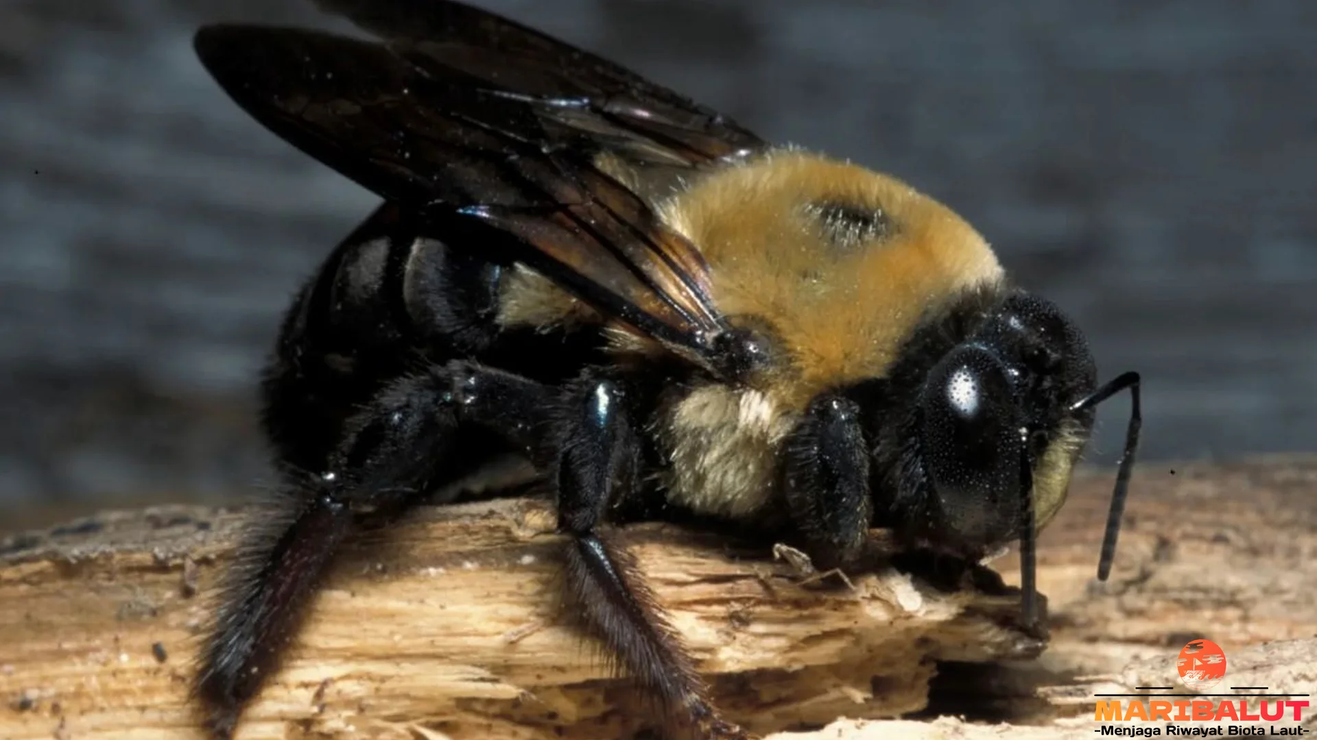 4 Hal Menarik Dari Hewan Lebah Kayu Yang Jarang Diketahui Orang