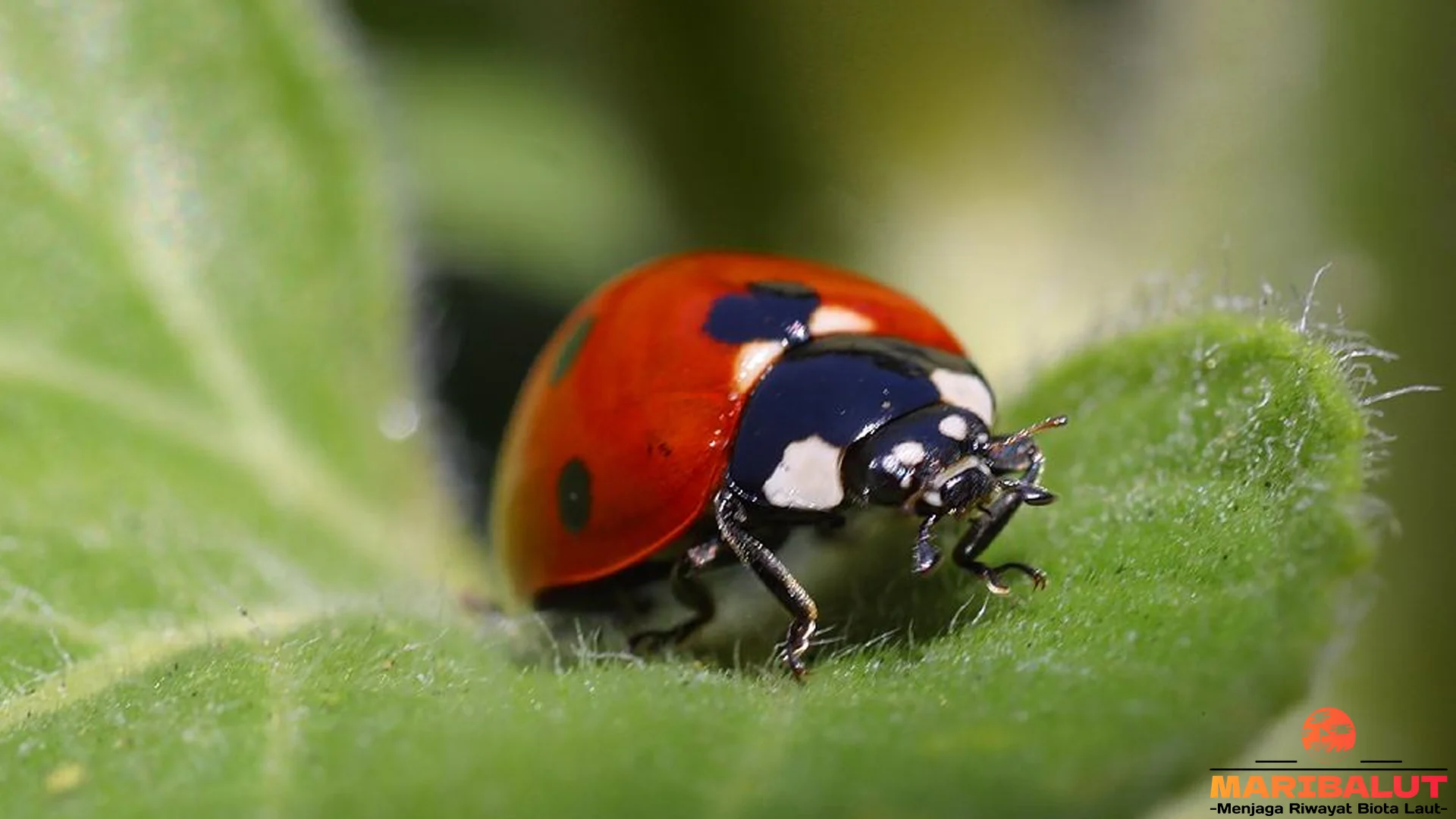 Kumbang Merah Bisa Dijumpai dengan 5 Pola Sayap yang Sangat Unik 2 Kumbang Merah Bisa Dijumpai dengan 5 Pola Sayap yang Sangat Unik