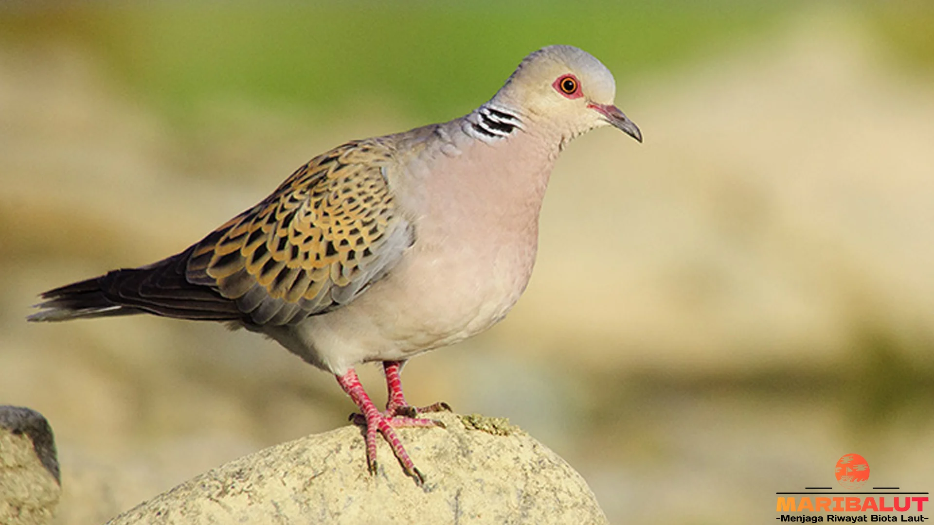 4 Hal Menarik Tentang Burung Perkutut Membuat Pengamat Kagum