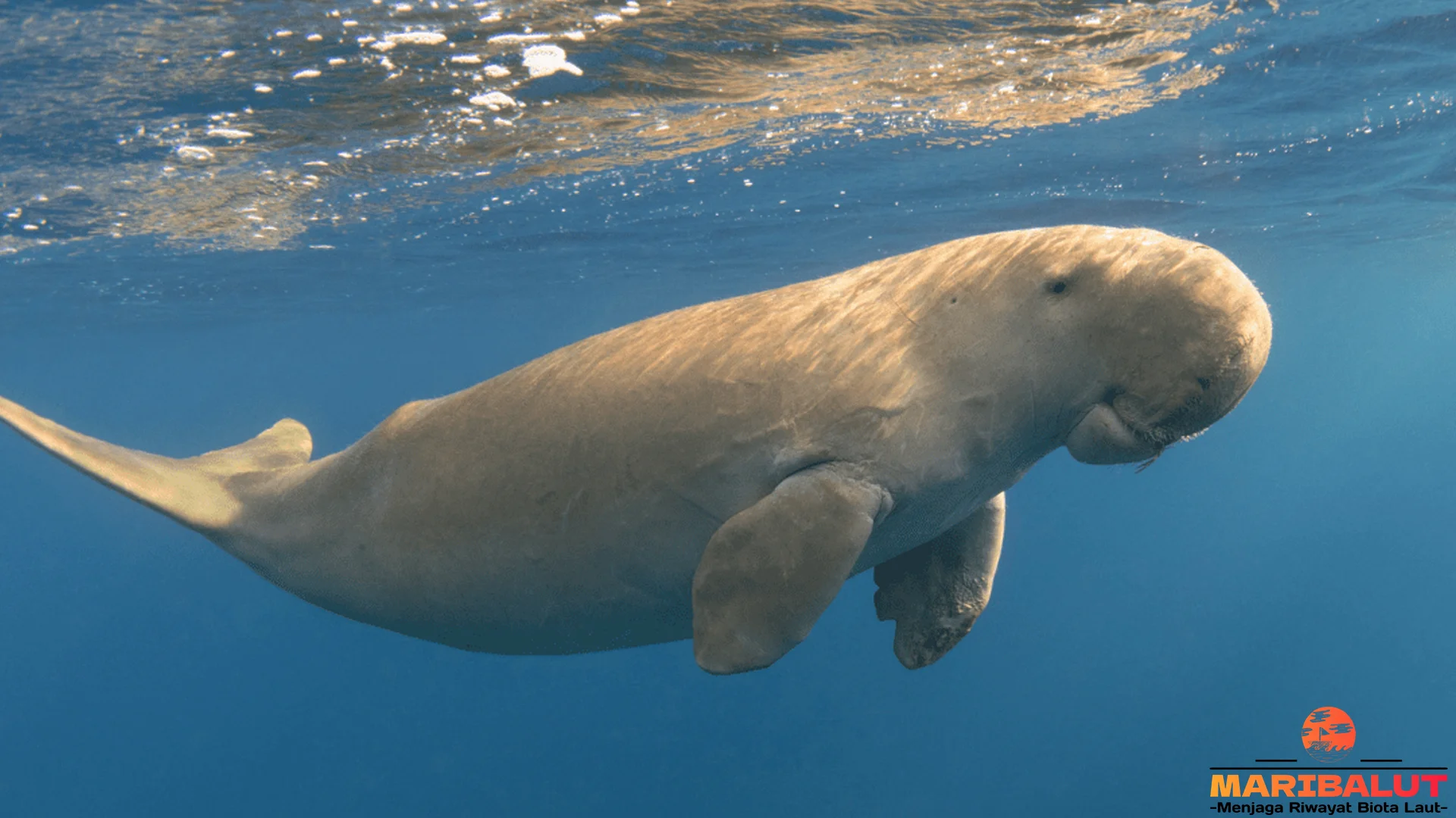 5 Keistimewaan Dugong Yang Membuat Hewan Ini Ikonik Di Laut