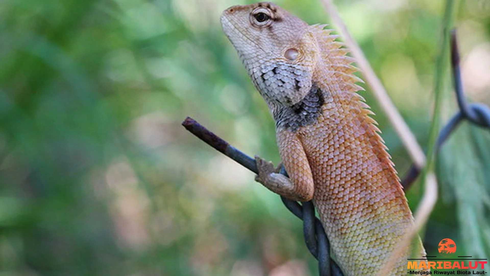 5 Spesies Hewan Cicak Kobeng Yang Paling Populer Di Dunia Reptil