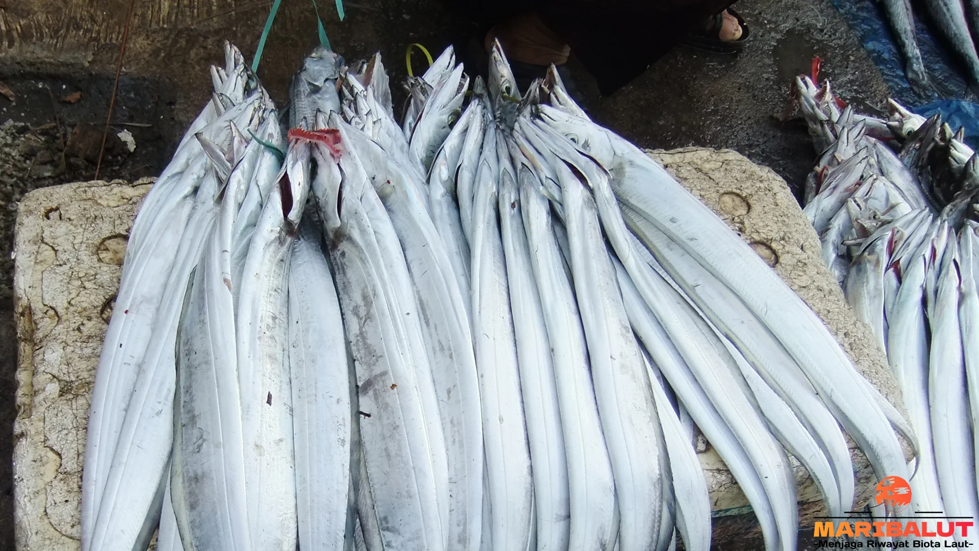 Mengenal Ikan Layur 5 Ciri Fisik Dan Perilaku Yang Menarik Untuk Diketahui