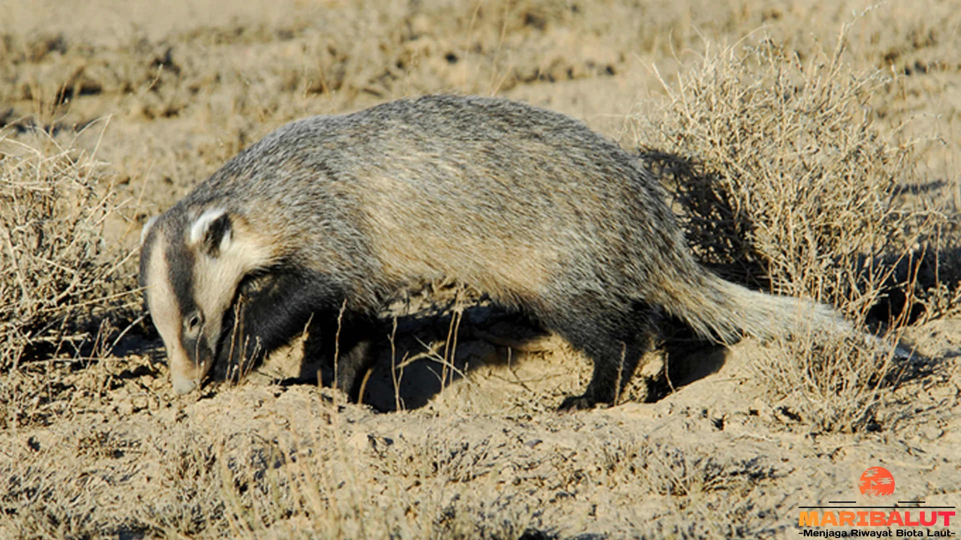 Meles 4 Strategi Bertahan Hidup di Hutan Eropa dan Asia yang Unik