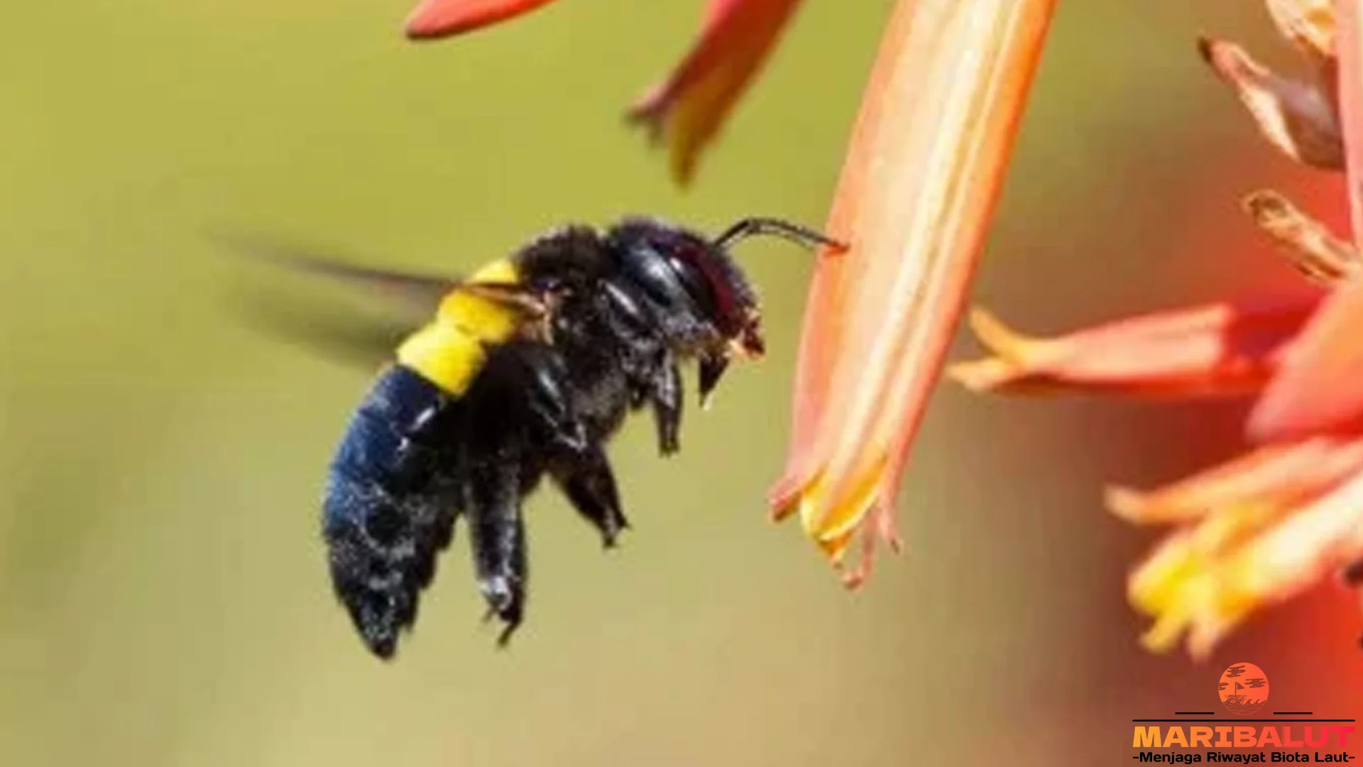 4 Hal Menarik Dari Hewan Lebah Kayu Yang Jarang Diketahui Orang 2 4 Hal Menarik Dari Hewan Lebah Kayu Yang Jarang Diketahui Orang
