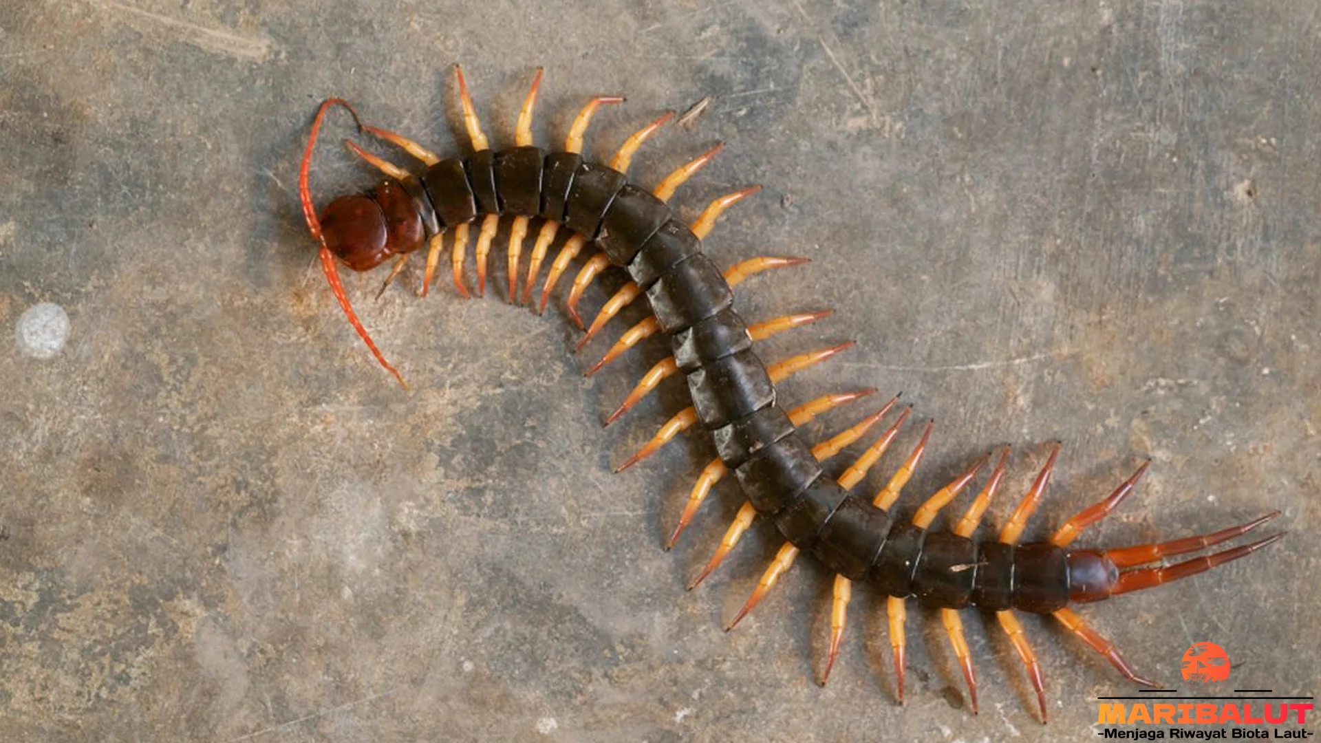 Kelabang dan 5 Teknik Berburu Yang Membuat Mereka Efektif Di Alam
