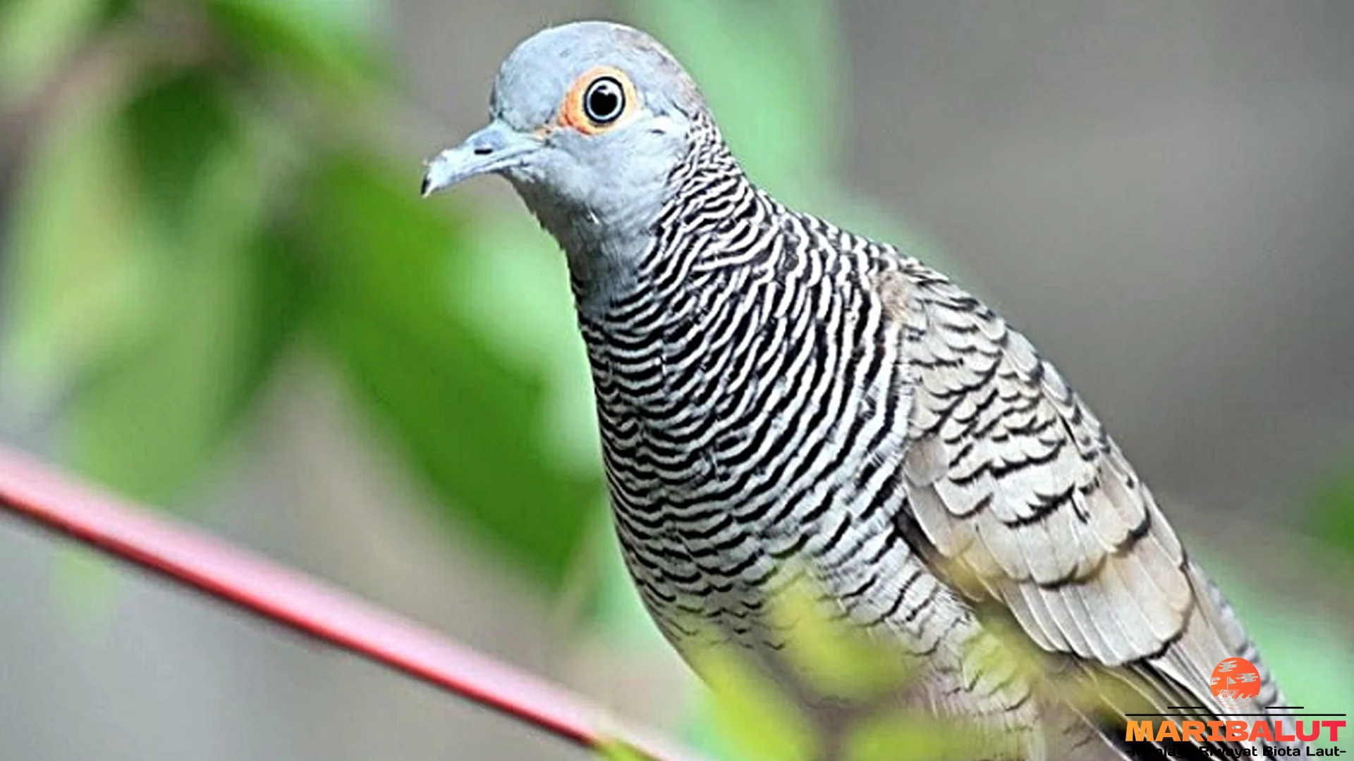 4 Hal Menarik Tentang Burung Perkutut Membuat Pengamat Kagum