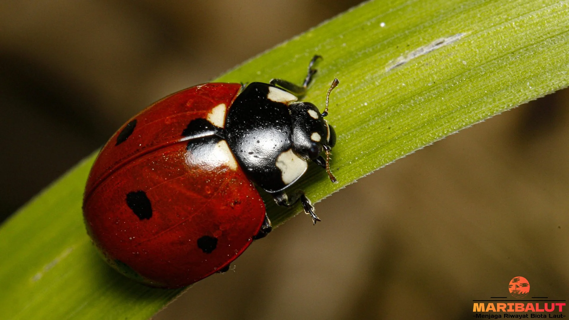 Kumbang Merah Bisa Dijumpai dengan 5 Pola Sayap yang Sangat Unik