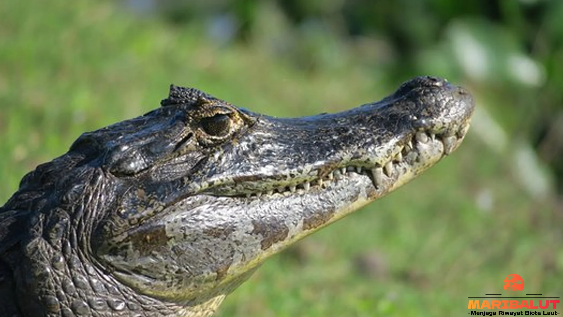 Hewan Kaiman 5 Perilaku Menarik yang Bisa Diamati di Alam Liar