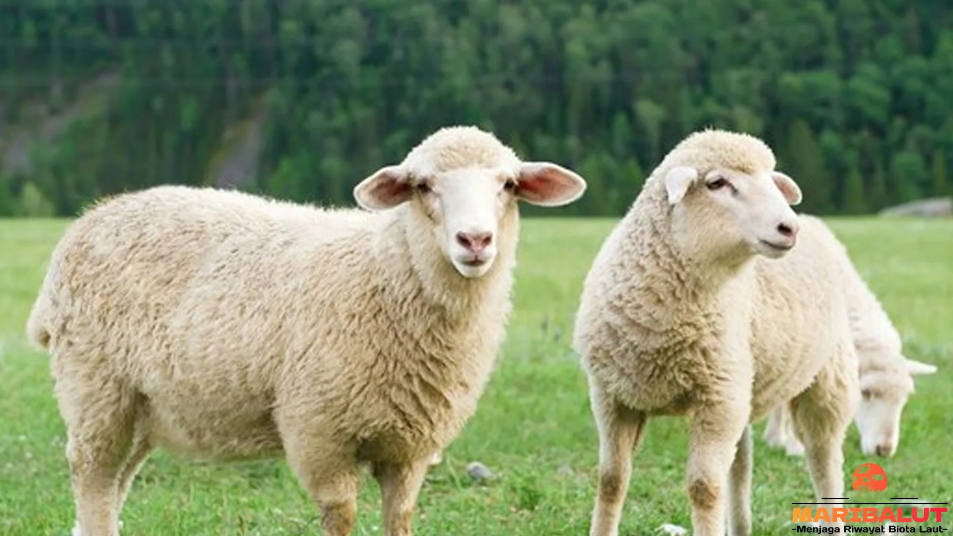 Perilaku Hewan Domba Terlihat Dari 5 Kebiasaan Alamiah yang Lucu