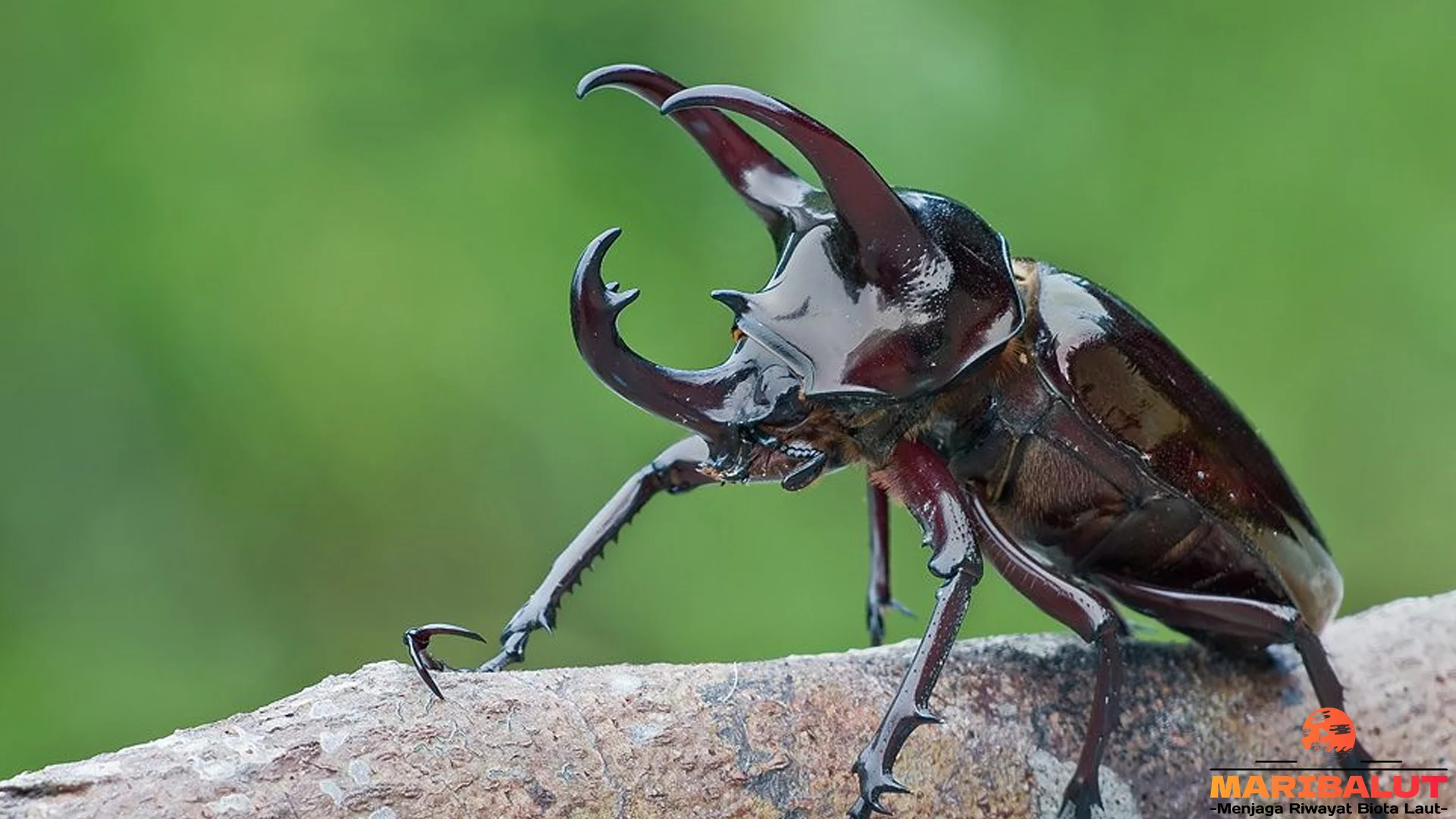 Perilaku Kumbang Dalam 5 Musim Berbeda di Habitat Aslinya