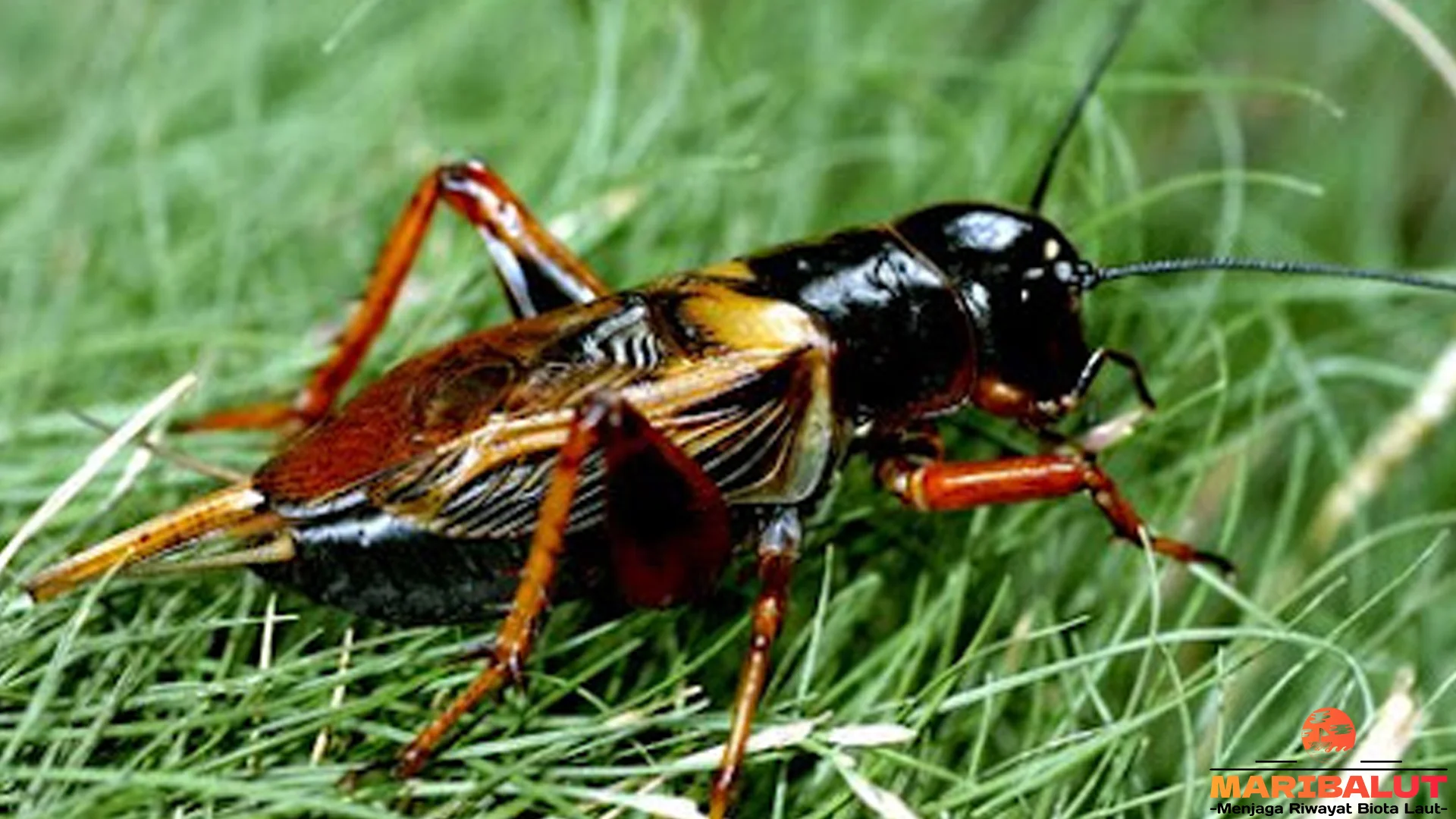 5 Perilaku Jangkrik yang Bisa Dipelajari dari Kehidupan Liar