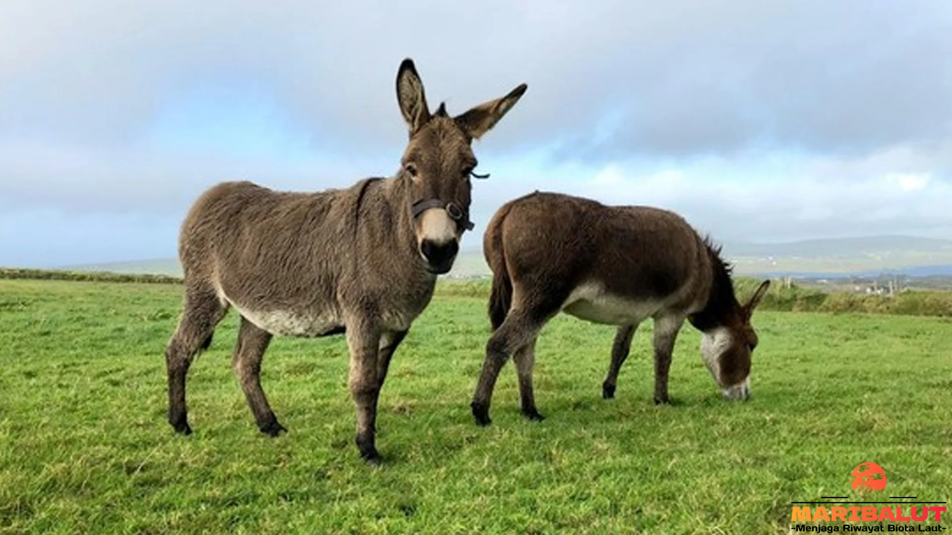 Mengungkap Rahasia Keledai 5 Perilaku Unik Yang Jarang Disadari