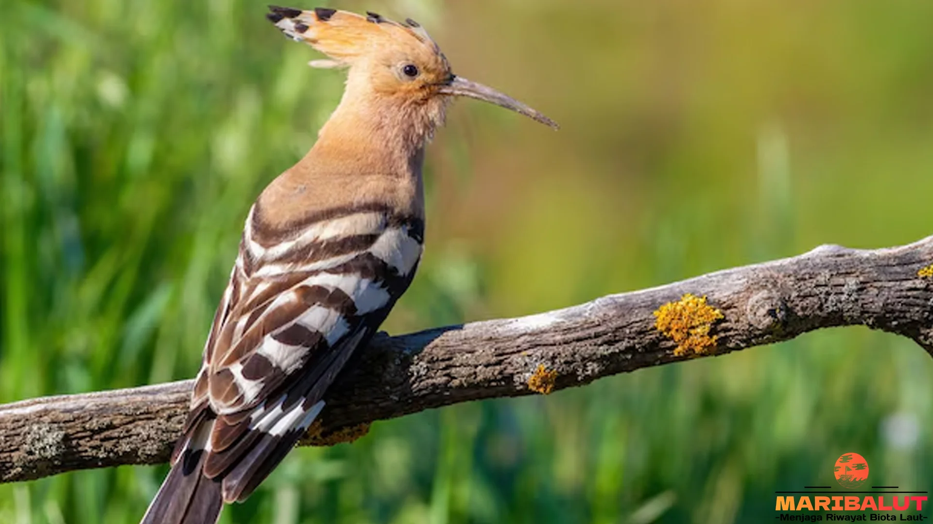 Hudhud Eurasia Langka 5 Bukti Penting Tentang Populasinya Saat Ini