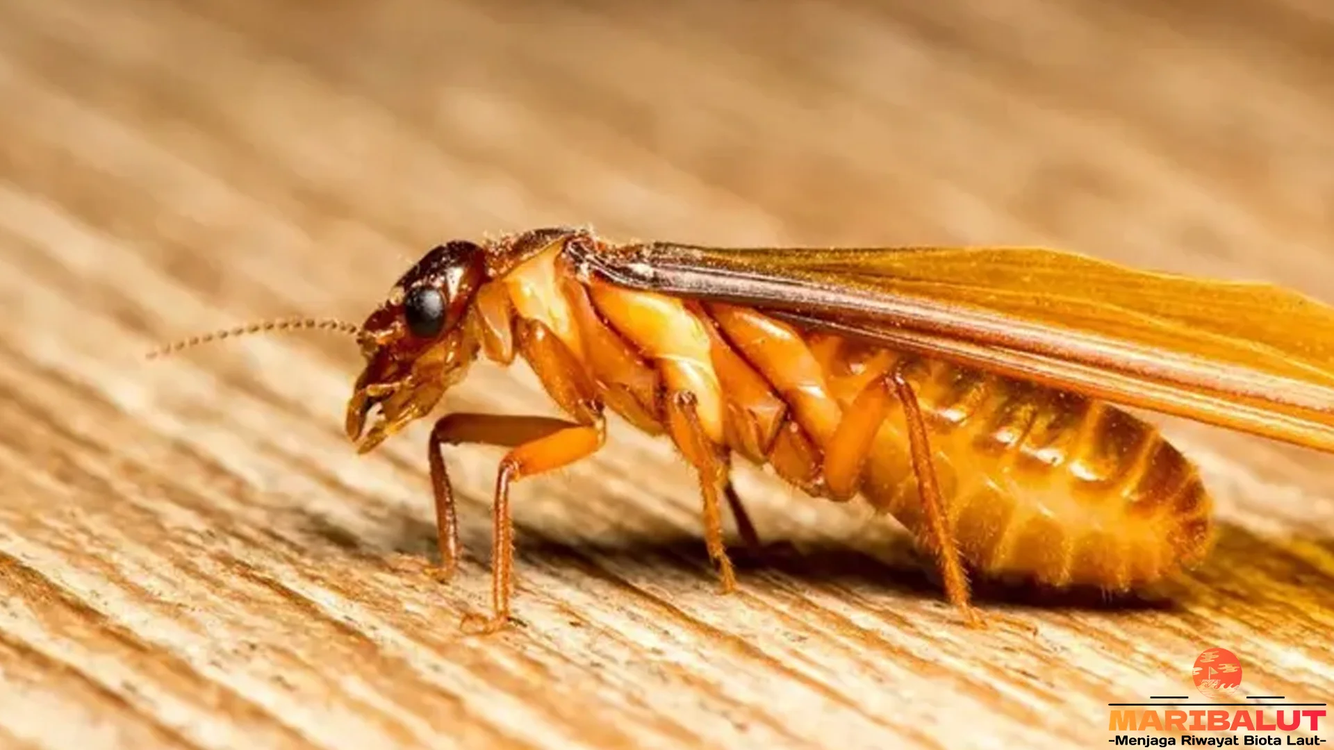 Laron 4 dan Peranannya dalam Ekosistem Meski Sering Menjadi Hama Rumah