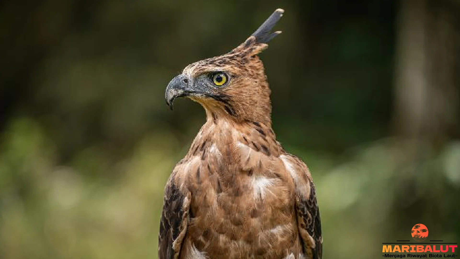 Elang Jawa 4 Fakta Penting Tentang Evolusi dan Jenis Elang di Nusantara 2 Elang Jawa 4 Fakta Penting Tentang Evolusi dan Jenis Elang di Nusantara